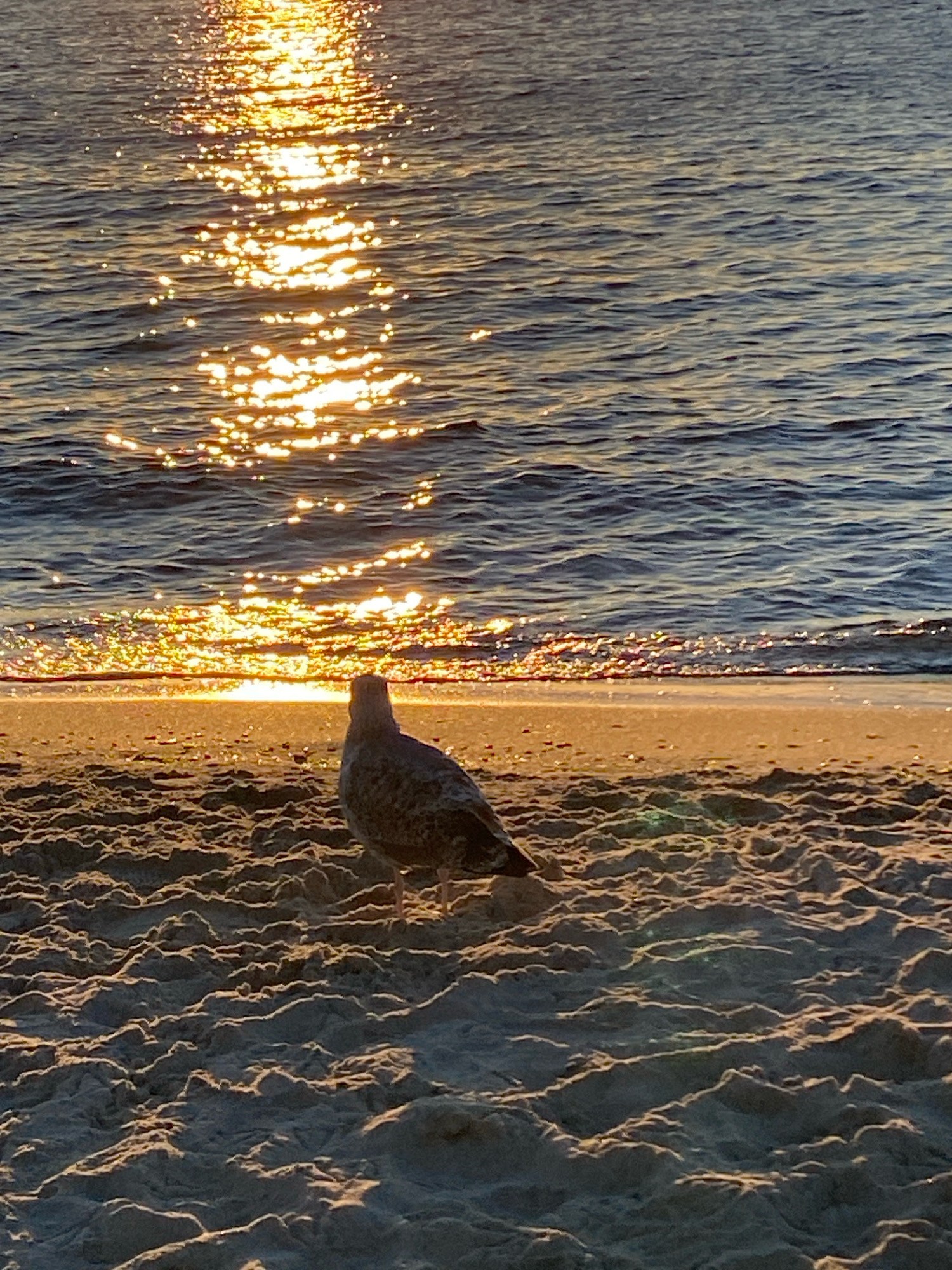 A solitary seagull stands on a sandy beach, facing the water. The sun is setting, casting a golden glow on the water and the sand. The waves are gentle, and the beach is covered in ripples and patterns from the sand. The image captures a peaceful moment at the seashore. The location is identified as Odesa, Ukraine.