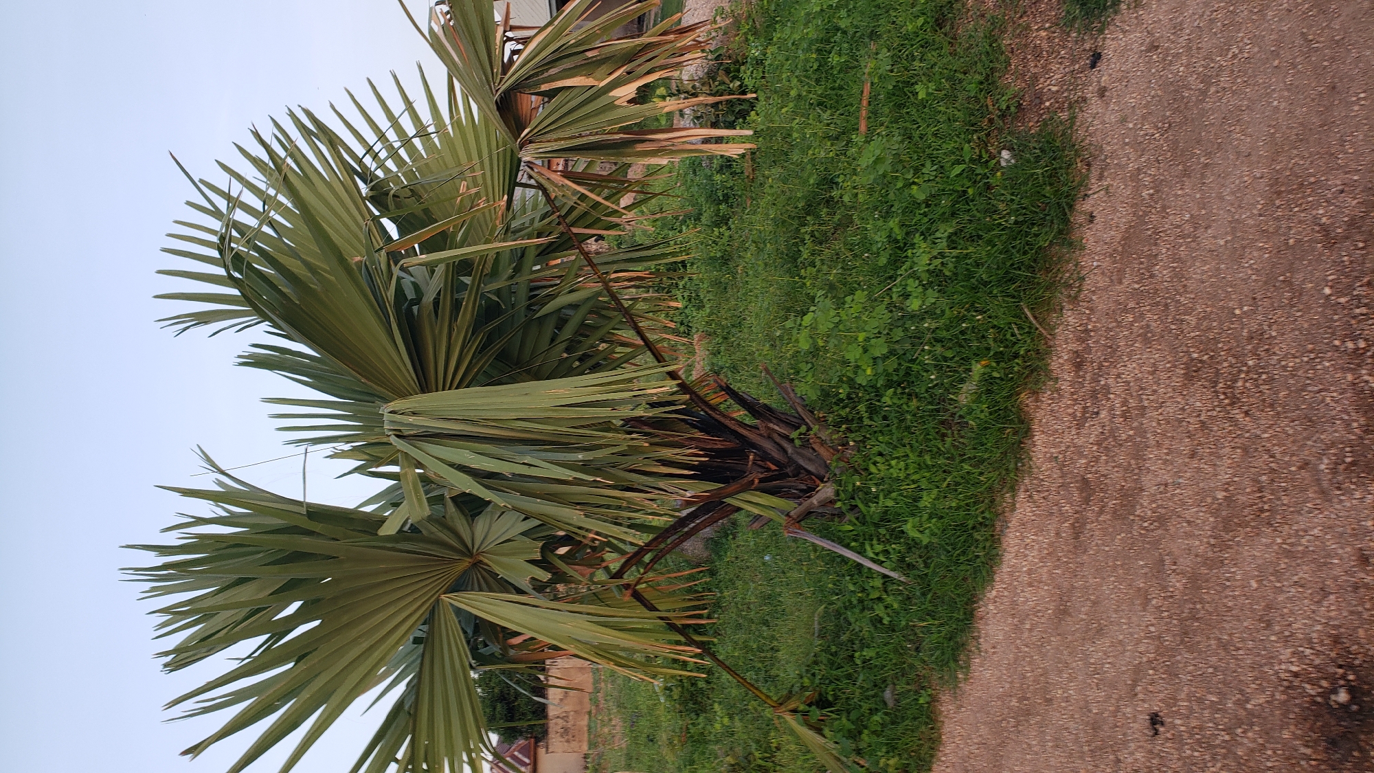 A palm tree with fan-shaped leaves stands in the foreground, its fronds appearing dry and somewhat damaged. The tree is situated in a grassy area, with a dirt path in front of it. In the background, there are buildings and a fence, suggesting an outdoor, possibly residential, setting. The sky is a pale blue, indicating it is likely daytime. The image does not contain any people or discernible actions.