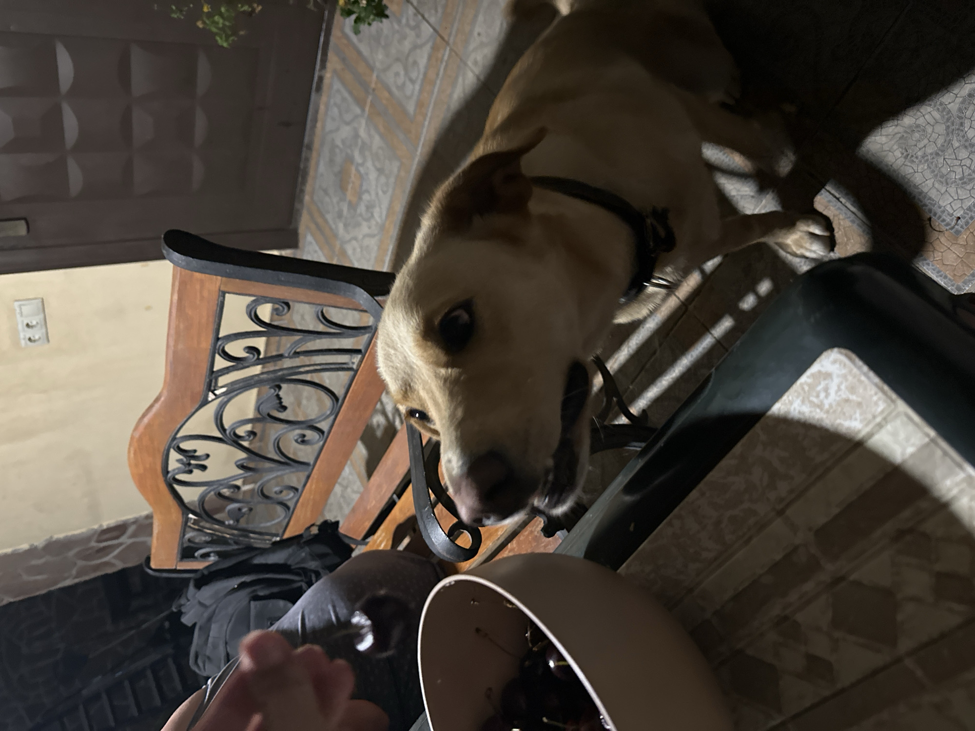 A light-colored dog with a black collar leans towards a light brown bowl filled with dark cherries. A hand is visible holding a cherry over the bowl. The dog is positioned on a tiled floor with a wooden bench behind it. The bench has an ornate metal back. In the background, a dark brown door and a light-colored wall are visible. The scene appears to be outdoors, possibly on a patio or balcony, given the tiled flooring and the presence of a bench and a door. The lighting suggests it is evening or nighttime.