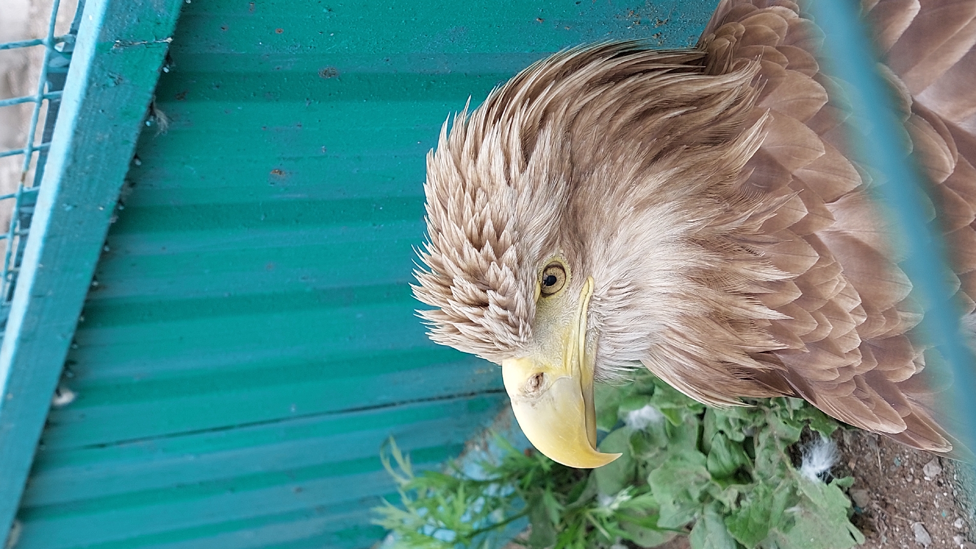 A close-up, eye-level shot shows the head and upper chest of a large bird, likely an eagle, with light brown feathers and a powerful yellow beak. The bird is facing left, with its dark eye visible. Behind the bird is a teal-colored corrugated metal fence with a light blue bar across the bottom foreground. To the left of the bird are some green plants and a few white feathers on the ground. The scene appears to be outdoors, possibly in an aviary or zoo enclosure. The location is Yelizovo, Russia.