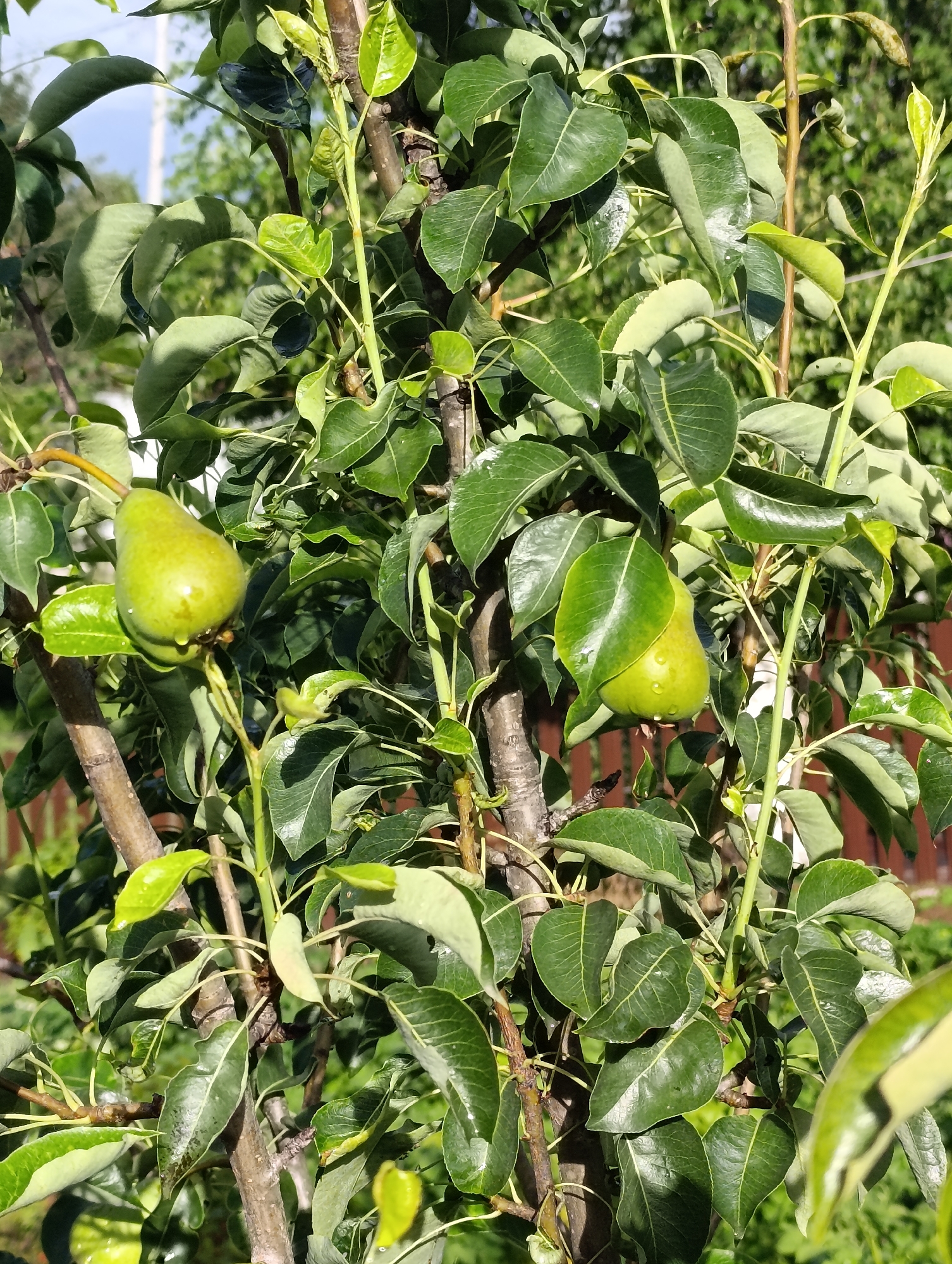 The image shows a close-up view of a pear tree with several green pears on its branches. The pears are unripe and have water droplets on their surfaces, suggesting recent rain or watering. The tree is covered in lush green leaves, some of which are also wet. The branches are brown and somewhat gnarled. In the background, blurred greenery and a brown fence are visible, indicating an outdoor setting. The sky is visible in the upper left corner, appearing bright and partly cloudy. The overall impression is one of a healthy, fruiting tree in a garden or orchard. The location is identified as Artyom, Russia.