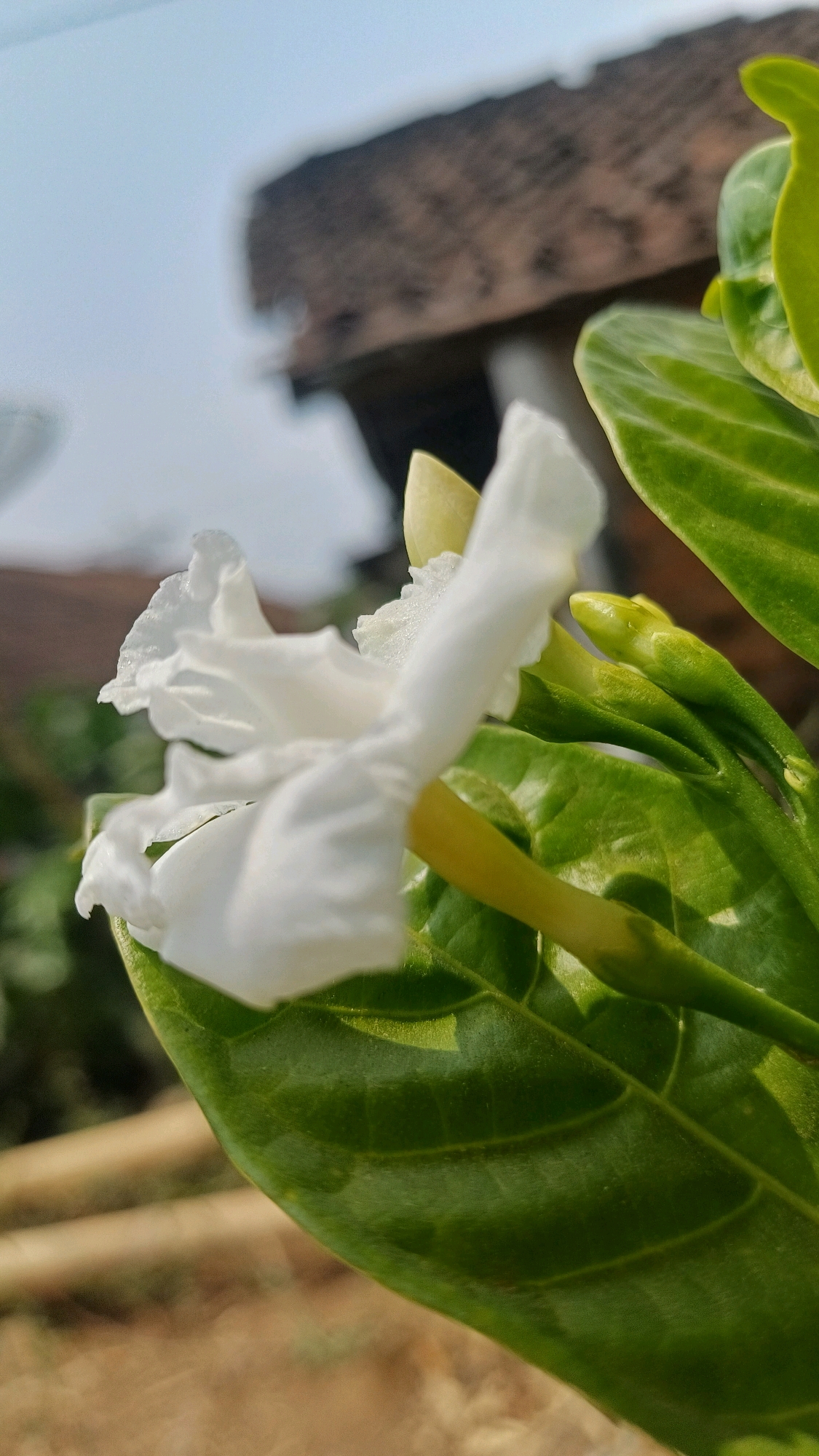 A close-up, low-angle shot captures a white flower with delicate, ruffled petals, positioned on the left side of the frame. The flower is partially unfurled, revealing its yellow pistil. Surrounding the bloom are vibrant green leaves and several unopened buds. In the background, a blurred brown tiled roof and a light blue sky are visible, suggesting an outdoor setting. The lighting indicates a sunny day. The scene appears to be located outdoors in Wonokerso, Indonesia, possibly in a garden or yard, given the presence of the flower and foliage against a backdrop of a building. There are no people or specific actions depicted in the image.