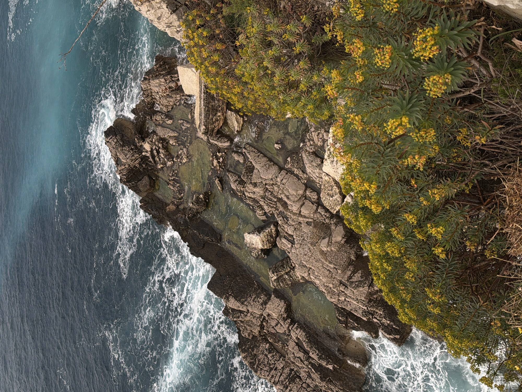 An overhead shot captures a rugged coastline where a rocky cliff meets the sea. The image is predominantly divided between textured rock formations and vibrant vegetation on one side, and the dynamic blue-green waters of the sea on the other.
On the land side, a steep, weathered cliff face is covered in dense, shrub-like plants adorned with numerous clusters of small, bright yellow-green flowers, characteristic of Mediterranean flora. The rocks themselves are dark, rough, and deeply fissured, revealing natural erosion processes. At the base of the cliff, several clear, shallow rock pools are visible, reflecting a greenish hue from the water and marine life within.
The sea, a striking deep blue-green, dominates the opposite portion of the frame. White, frothy waves continuously crash against the rocky shore and submerged outcrops, creating intricate patterns of foam and spray. Further out, the water appears calmer but still shows surface ripples. The bright, clear daylight illuminates the scene, highlighting the textures of both the rocks and the water. No human presence, structures, or text are visible, emphasizing the raw natural beauty of the coastal landscape at Mirište, Montenegro.