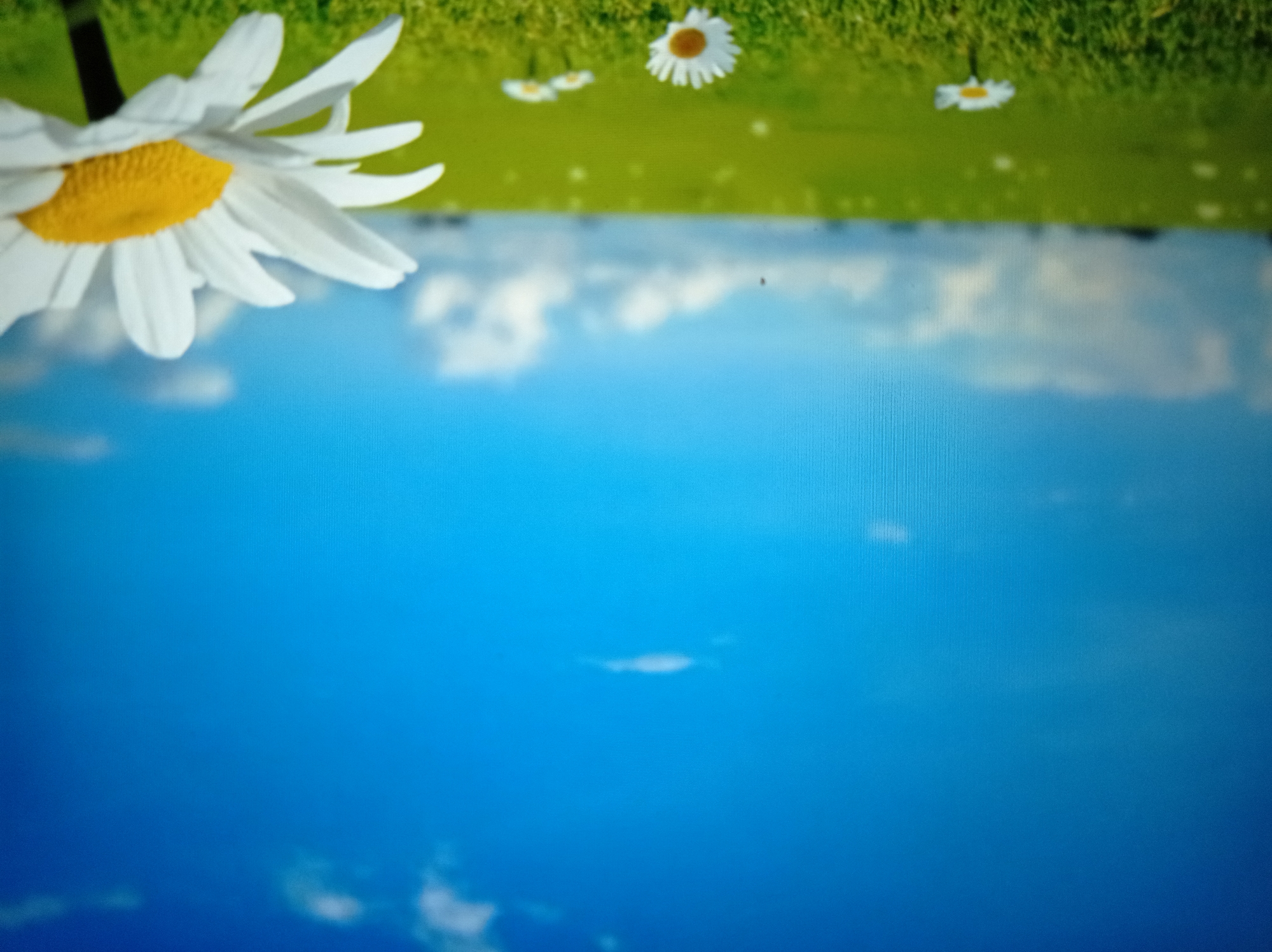 The image is a digitally generated scene depicting a vibrant green field under a bright blue sky with scattered white clouds. In the foreground, several white daisies with yellow centers are scattered across the grass. A large daisy is prominently featured in the lower right corner, with its petals extending towards the viewer. The overall impression is one of a serene and idyllic natural landscape. There is no visible indication of the city of Mukachevo, Ukraine, or any specific geographical landmarks.