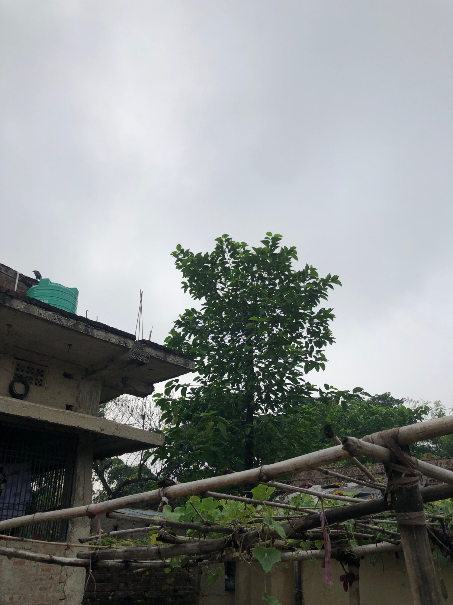 In Birgunj, Nepal, on an overcast day, a building's concrete roof juts out, supporting a bright green water tank. A single bird perches atop the tank. Adjacent to the building, a mature tree with dense green foliage rises against the sky. In the foreground, a rustic bamboo structure, likely a trellis or support for plants, is visible, with a few dangling purple pods suggesting fruit or vegetables. The scene captures a common, slightly weathered urban-rural interface.