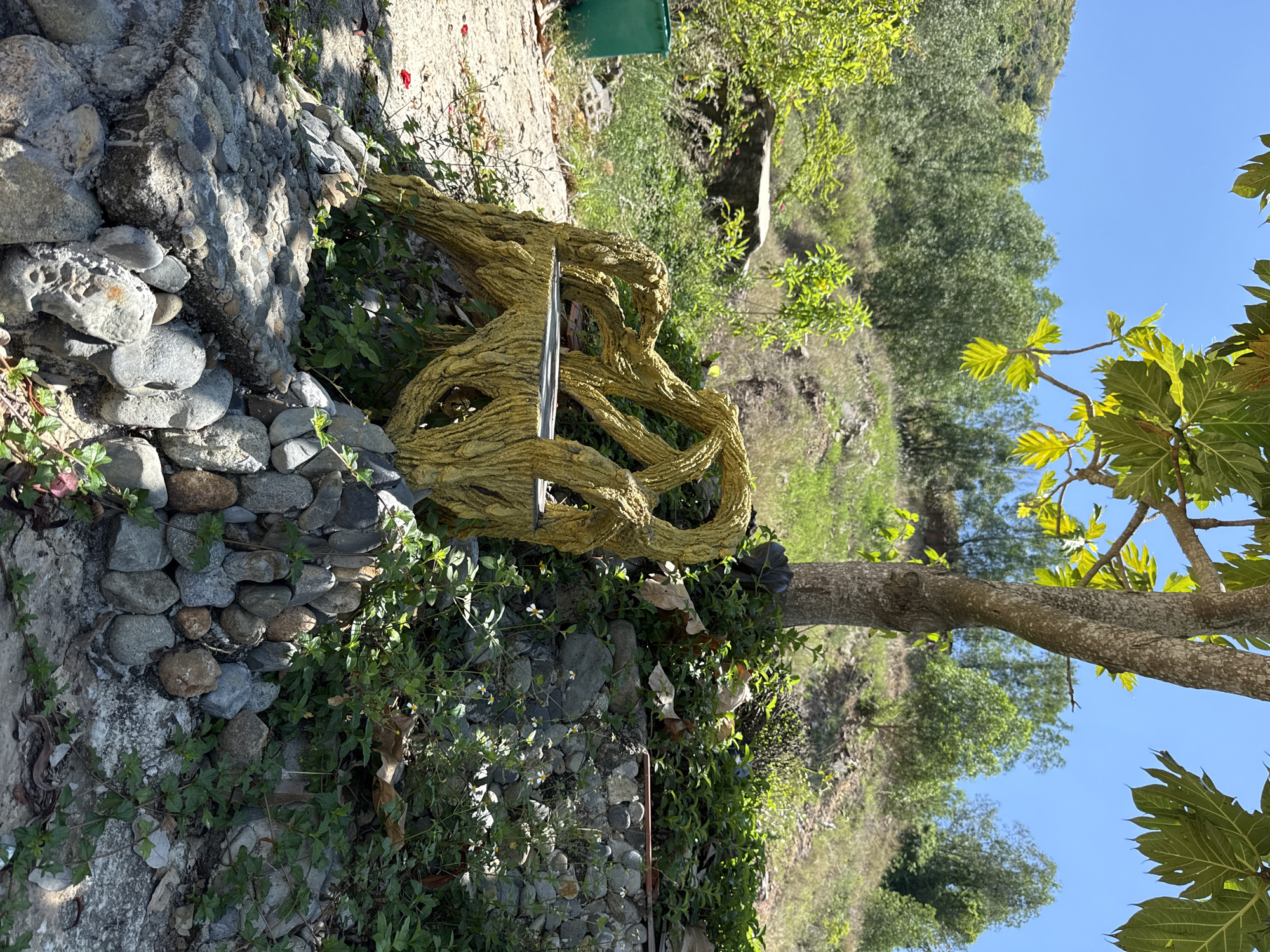 An outdoor scene in Bac Nha Trang Ward, Vietnam, features a unique, yellow-colored bench designed to resemble twisted tree roots. The bench is situated on a rocky incline, partially overgrown with various green plants and small white flowers. A mature tree with textured bark stands behind the bench, its branches and large green leaves extending into the frame. The background consists of a lush, hilly landscape covered in dense green foliage and trees under a clear blue sky. To the left of the bench, a green trash bin is visible on a sandy path. The ground around the bench is a mix of dirt, sand, and scattered stones. The overall impression is of a serene, natural setting with a distinct artistic touch.