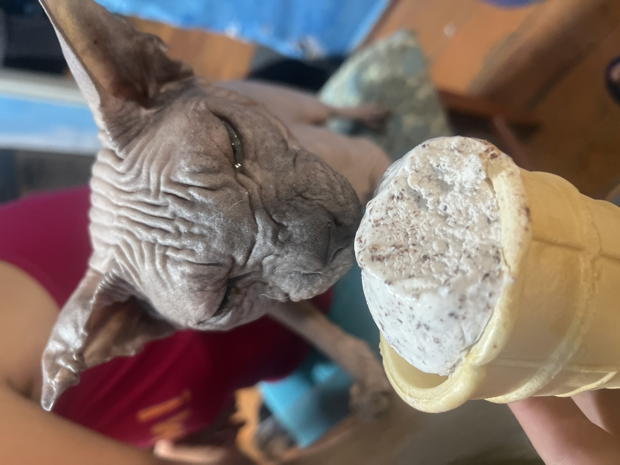A Sphynx cat with prominent wrinkles on its face and large ears leans forward, its green eyes narrowed, towards an ice cream cone held in a person's hand. The ice cream is a light color with dark flecks, likely cookies and cream flavor, and is served in a waffle cone. The cat is positioned in the foreground, with its head and upper body visible, appearing to be sniffing or looking intently at the ice cream. In the background, out of focus, a person wearing a red tank top is partially visible, along with some blue and orange elements of the environment, suggesting an indoor setting. The image is taken from a close-up perspective, focusing on the interaction between the cat and the ice cream. There is no identifiable information to link this scene to Nizhny Tagil, Russia.