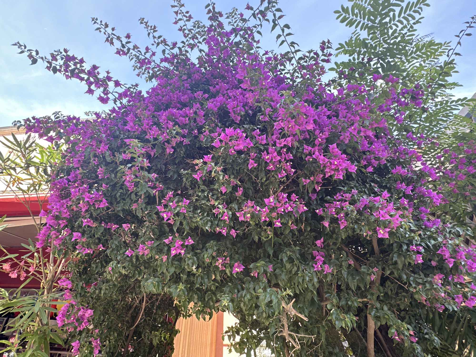 A vibrant bougainvillea plant with abundant purple bracts forms an archway. The plant is lush with dark green leaves and branches. In the background, a bright blue sky with scattered white clouds is visible. To the left of the bougainvillea, a building with a red awning and a portion of a light-colored facade can be seen. To the right, a glimpse of a light brown wooden wall suggests the presence of a structure. The scene is likely located outdoors, possibly in a garden or along a street in the city of Hyères, France, given the characteristic Mediterranean vegetation.