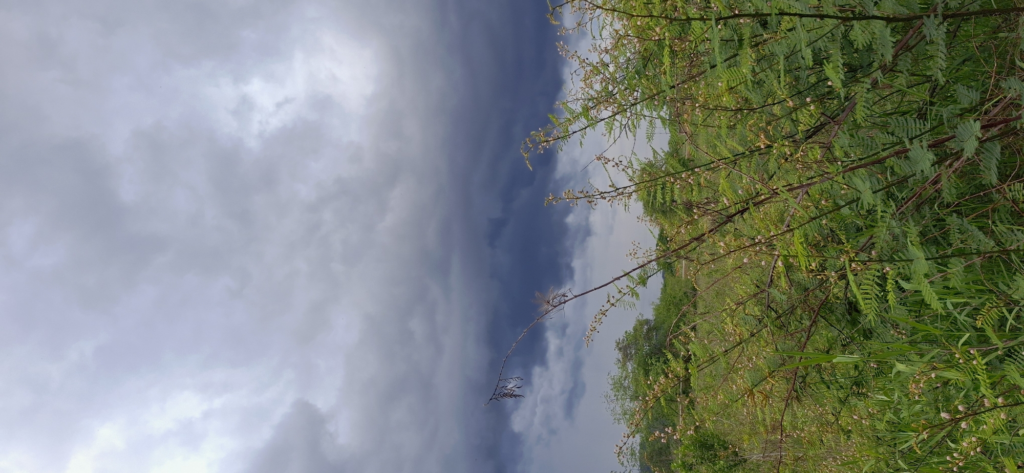 The image captures an outdoor natural landscape in Vallecito, Venezuela, under a heavily overcast sky. The upper two-thirds of the frame are dominated by dense cloud cover, transitioning from lighter gray at the top to deep slate gray and bluish-black towards the lower horizon, indicating a significant accumulation of storm clouds. The lower third of the image features a dense foreground of green vegetation, primarily composed of shrubs with small, compound, fern-like leaves. Many of these shrubs bear numerous small, spherical, light-colored buds, suggesting an active growth or flowering phase. Several thin, dried, woody stalks protrude upwards from the foreground foliage, with one prominent stalk extending diagonally from the lower left towards the center. In the midground, a continuous band of darker green trees and shrubs forms a natural horizon line beneath the storm clouds. No people, animals, or man-made structures are visible within the scene. The lighting is diffused and dim, consistent with heavily clouded conditions.