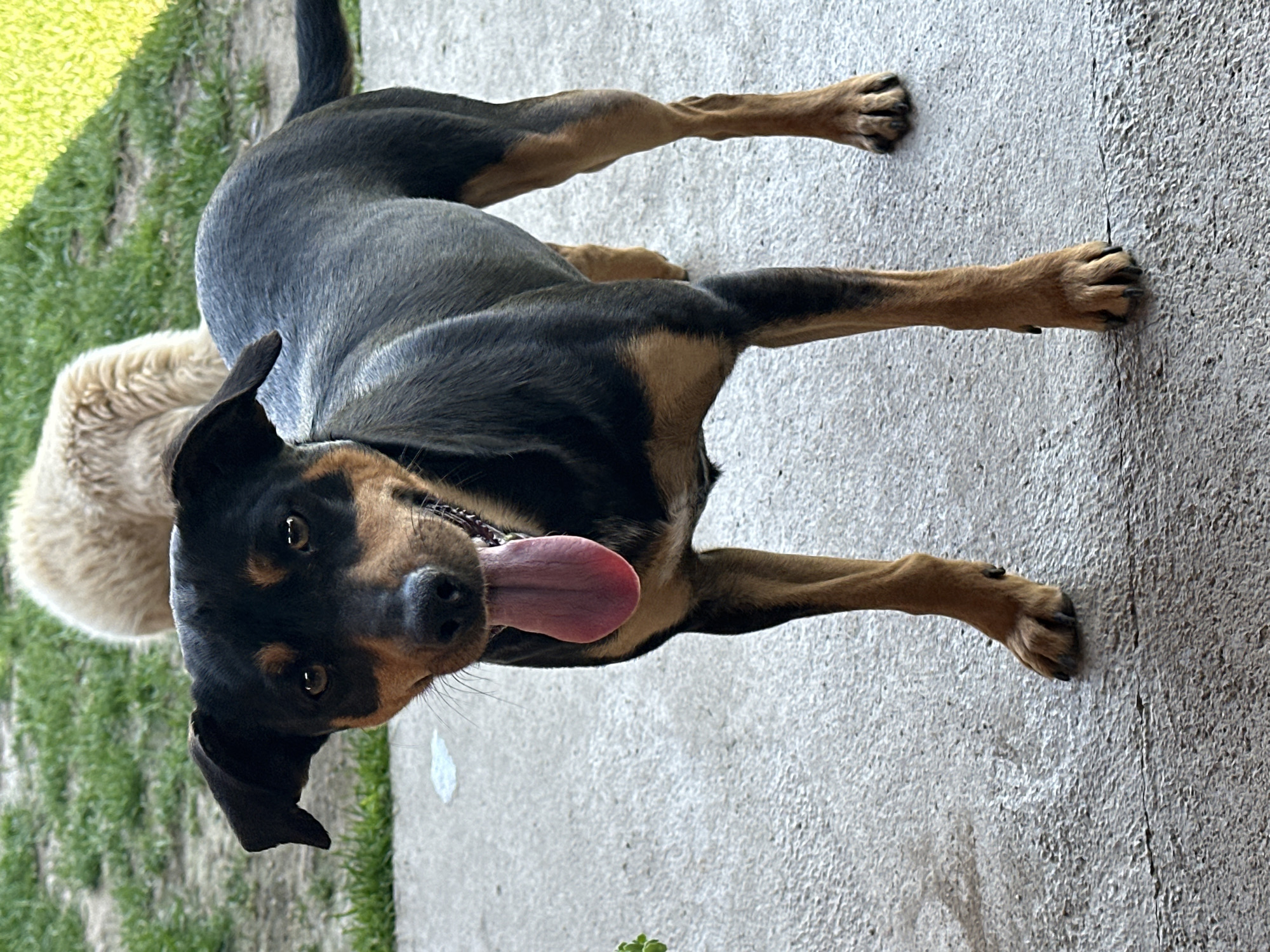 A dog is lying on a concrete surface, with its head tilted towards the viewer, tongue extended, and a second dog partially visible in the background. The scene is outdoors, with a patch of grass visible on the left side. The location appears to be Manole, Bulgaria.