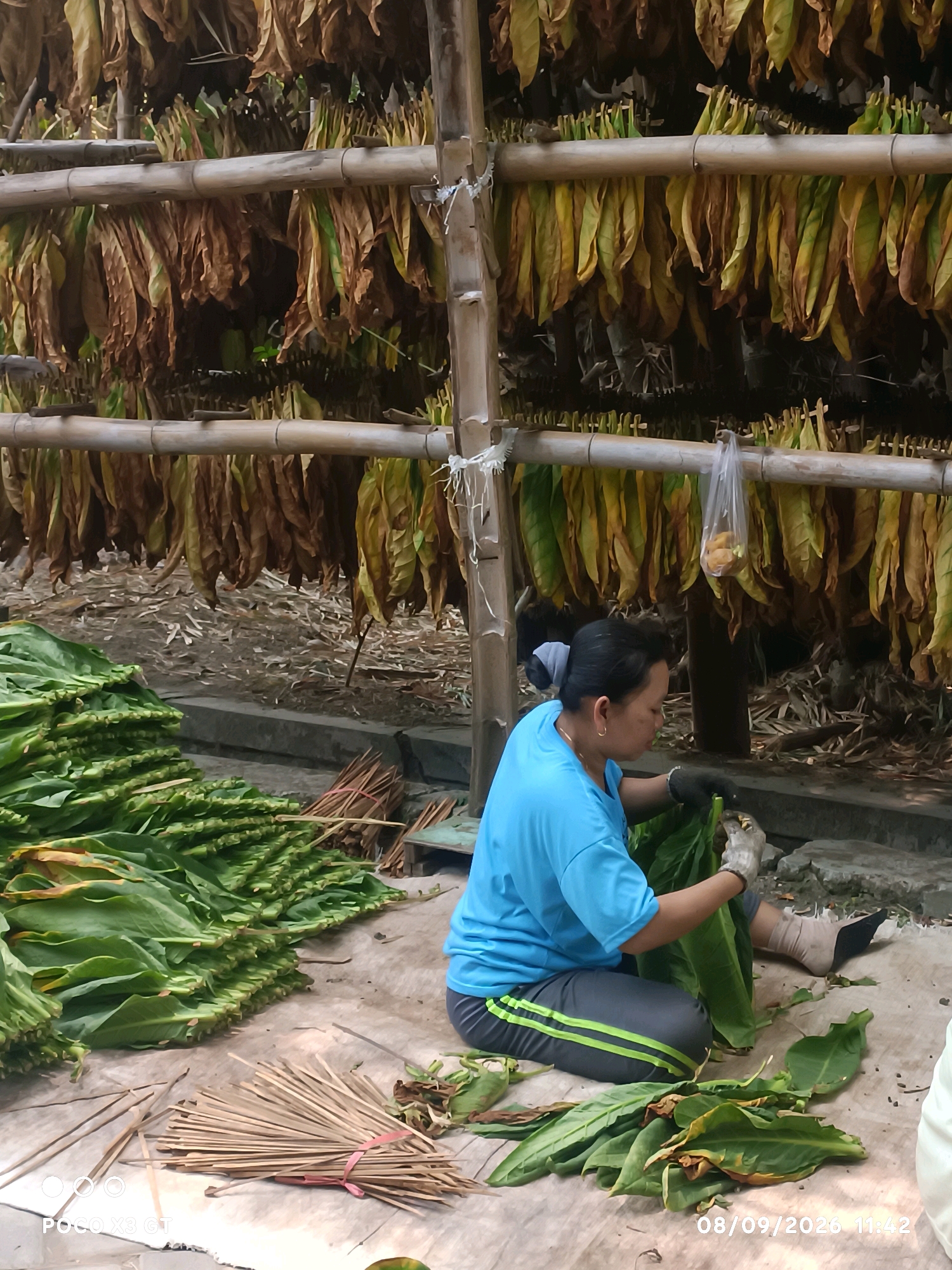 In Banjar Dowo, Indonesia, a woman wearing a blue t-shirt and gray pants with green stripes is sorting tobacco leaves. She is sitting on a cloth-covered surface, surrounded by piles of fresh green tobacco leaves and bundles of dried tobacco leaves hanging from bamboo poles. The woman is wearing gloves and is in the process of handling a large, fresh tobacco leaf. The scene suggests a tobacco drying and processing operation. The environment is outdoors, with dry earth and debris on the ground.