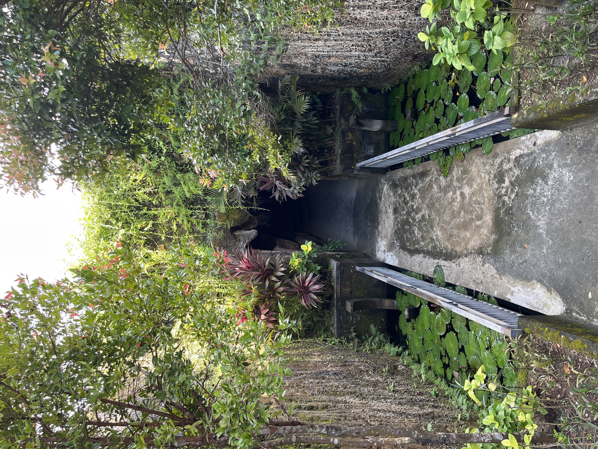 A concrete pathway descends steeply into a dark, tunnel-like or cave-like opening, framed by dense, lush tropical vegetation. The scene is illuminated by bright daylight filtering through the canopy above, creating dappled light and shadows.
On the left side of the pathway, vibrant green foliage from trees and bushes, some with reddish-pink new growth, cascades down, almost obscuring a rough concrete wall. Near the dark entrance, striking plants with broad, burgundy-red leaves add a pop of color to the verdant surroundings. Ferns and various small green plants also grow along the walls and ground.
To the right of the path, a body of water is visible, heavily covered with numerous large, circular green lily pads, with hints of pink water lilies among them. A metal railing or ladder-like structure extends over this water area, partially obscured by the foliage. The walls flanking the path and water are made of textured concrete or stone, showing signs of dampness and age, with patches of moss.
No people are visible, and no specific activity is taking place, creating a sense of serene mystery. The abundant and diverse plant life, combined with the structural elements and the dark opening, suggests a pathway leading into a secluded or hidden natural spot or garden feature in a tropical setting like Kuta Selatan, Indonesia. There is no visible text.