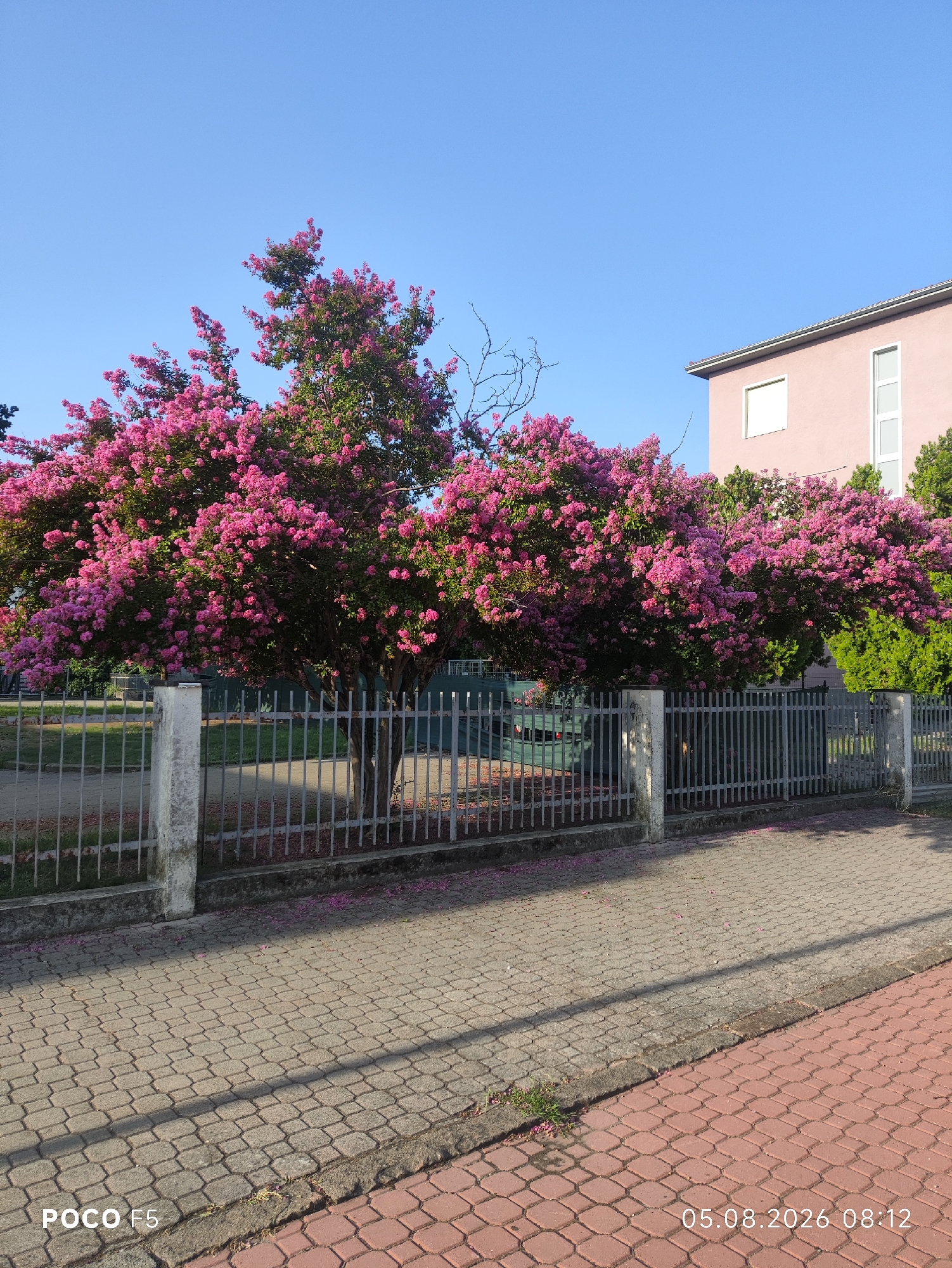 A bright, daytime, medium-shot captures a row of blooming pink crepe myrtle trees situated behind a grey metal fence. The trees' vibrant pink flowers create a lush canopy against a clear blue sky. To the right of the trees, a portion of a light pink building with two windows is visible. In the foreground, a paved walkway composed of hexagonal grey stones runs parallel to the fence, with a darker red paved area to the right. Scattered pink petals litter the grey walkway. The overall scene suggests a serene outdoor environment, possibly a park or residential area, in Collecchio, Italy. The date stamp "05.08.2026 08:12" is visible in the bottom right corner, and "POCO F5" is in the bottom left.