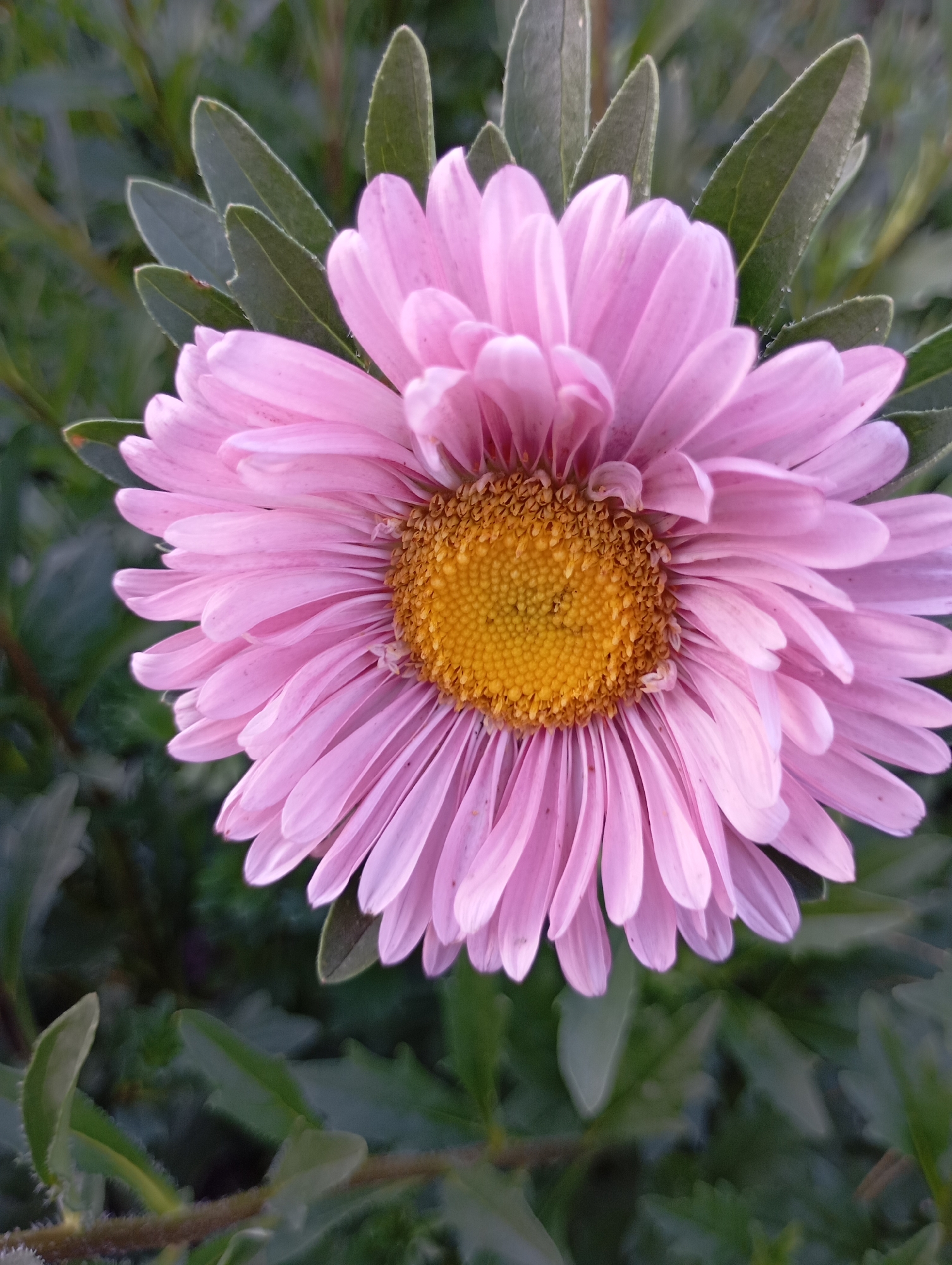 A close-up, top-down view of a pink aster flower is presented. The flower's yellow center is detailed with many small, seed-like structures. Delicate, pale pink petals radiate outwards from the center, some appearing slightly curled. The background consists of blurred green foliage, suggesting an outdoor environment. The image does not contain any specific landmarks or indicators that would allow for its localization within the city of Horishni Plavni, Ukraine, or any other specific geographical location. There are no people, actions, or interactions depicted. The scene is static and focuses solely on the botanical subject.