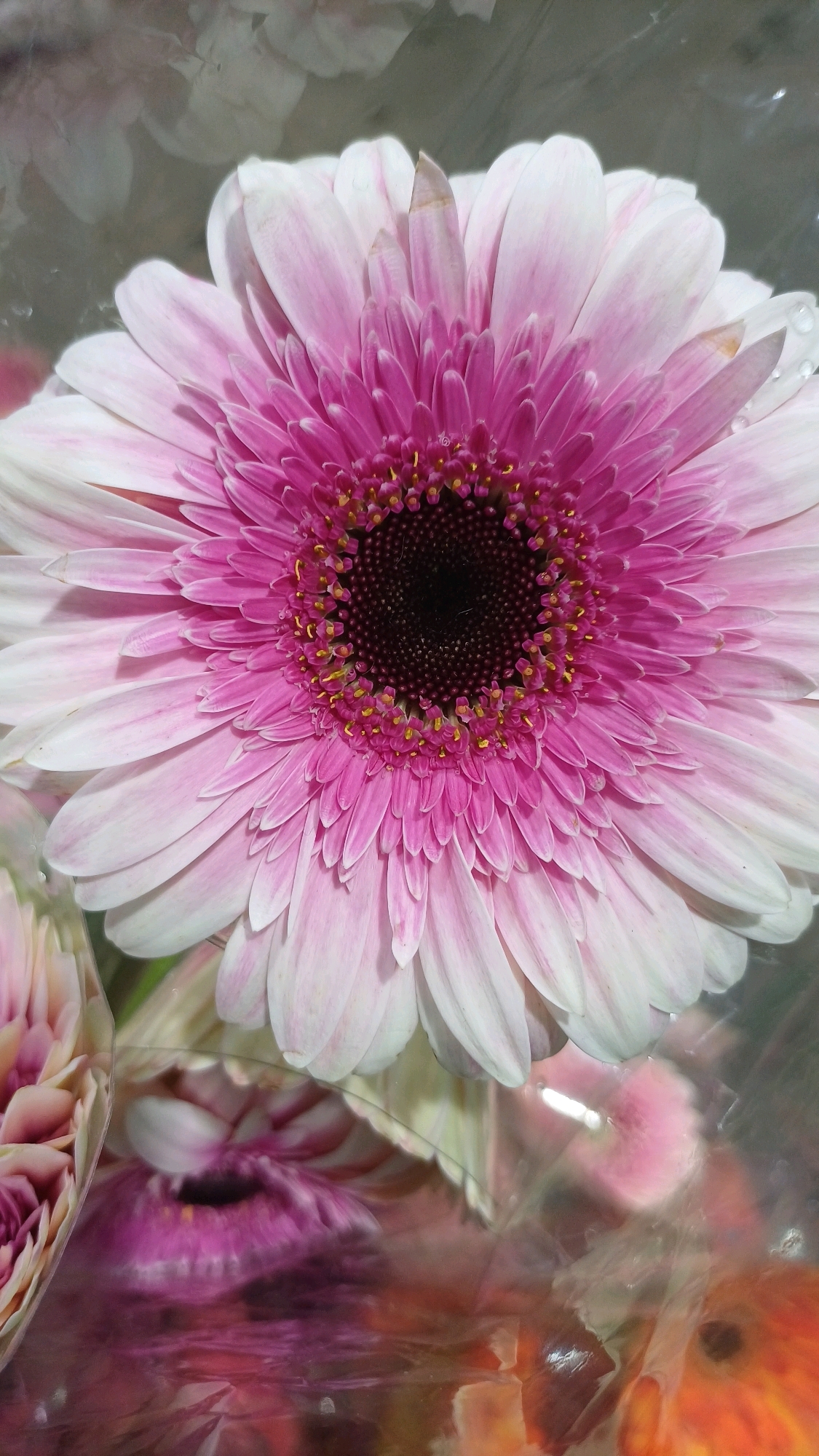 A close-up, vertical shot features a pink and white gerbera daisy with a dark center. The flower's petals are layered, with the outer petals being white and fading to pink towards the center. The center of the flower is a deep brown, surrounded by bright pink florets and yellow stamen. The flower appears to be part of a bouquet, with other flowers and cellophane wrapping visible in the blurred background. The lighting is soft, highlighting the delicate texture of the petals. There is no identifiable location in Kuala Lumpur, Malaysia, nor any people or actions depicted.