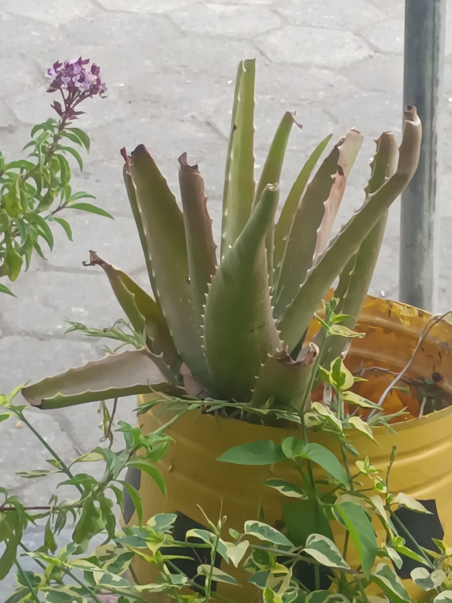 The image shows an outdoor scene, likely in Sarimulyo, Indonesia, featuring a potted aloe vera plant. The aloe vera plant, with its thick, green, spiky leaves, is the central subject. It is housed in a yellow plastic container, which appears to be a repurposed barrel or bucket, with some visible damage or wear.
Surrounding the aloe vera, there are other plants with smaller green leaves, some of which have variegated patterns of light green and yellow. A small cluster of purple flowers is visible in the upper left portion of the image, on a thin green stem.
The background consists of a textured gray surface, possibly a paved walkway or patio, composed of rectangular blocks. A vertical metal pole, likely a fence post or support structure, is present on the right side of the image. The lighting suggests it is daytime, with sunlight illuminating the scene and casting subtle shadows. There are no people or animals visible in the image.