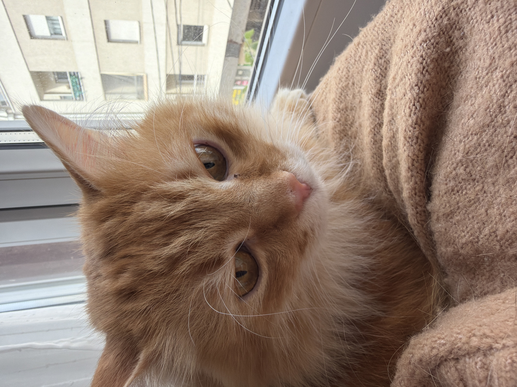 A medium close-up shot depicts an orange tabby cat with golden eyes lying on a window ledge, possibly inside an apartment. The cat's head is tilted, looking at the camera. Part of its body is draped with a beige knit sweater, possibly belonging to someone out of frame. Outside the window, a light-colored building with multiple windows is visible, suggesting an urban environment. The location is Belgrade, Serbia, though this is inferred from metadata and not visible within the image. The scene lacks further indicators of time or any indication of human presence beyond the cat.