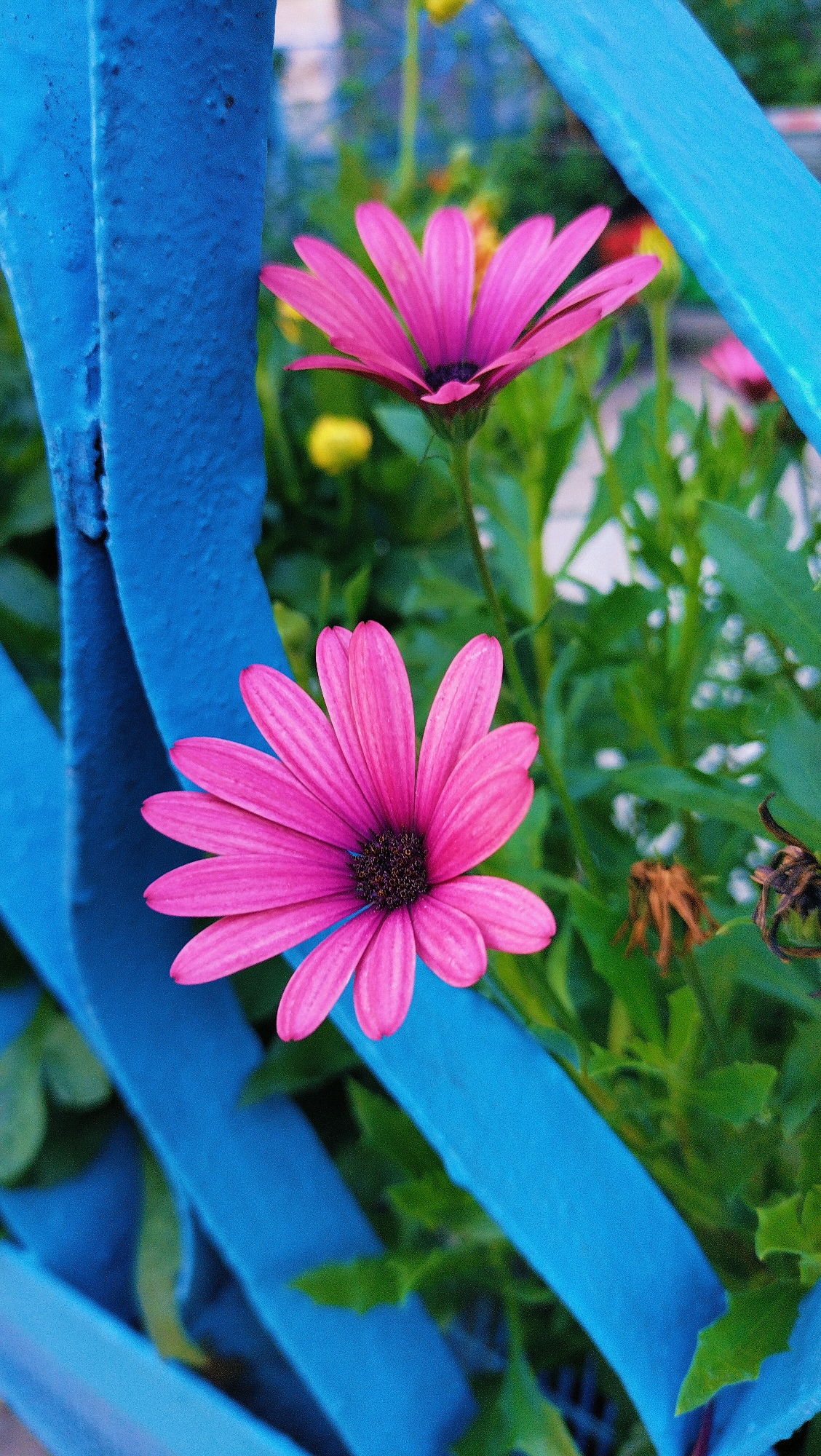 The image shows two bright pink daisy-like flowers with dark centers, in focus, positioned in the foreground. These flowers are set against a backdrop of lush green foliage and some blurred yellow flowers. A vibrant blue, textured metal structure, possibly part of a fence or railing, cuts diagonally across the image, partially obscuring the flowers and the background. The blue structure is rough in texture, suggesting it may be painted metal. The lighting is natural, casting subtle shadows and highlighting the bright colors of the flowers and the blue structure. The scene appears to be outdoors, in a garden or park setting within the city of Horishni Plavni, Ukraine. No people are visible in the image. The overall impression is one of nature contrasted with a bold, man-made element.