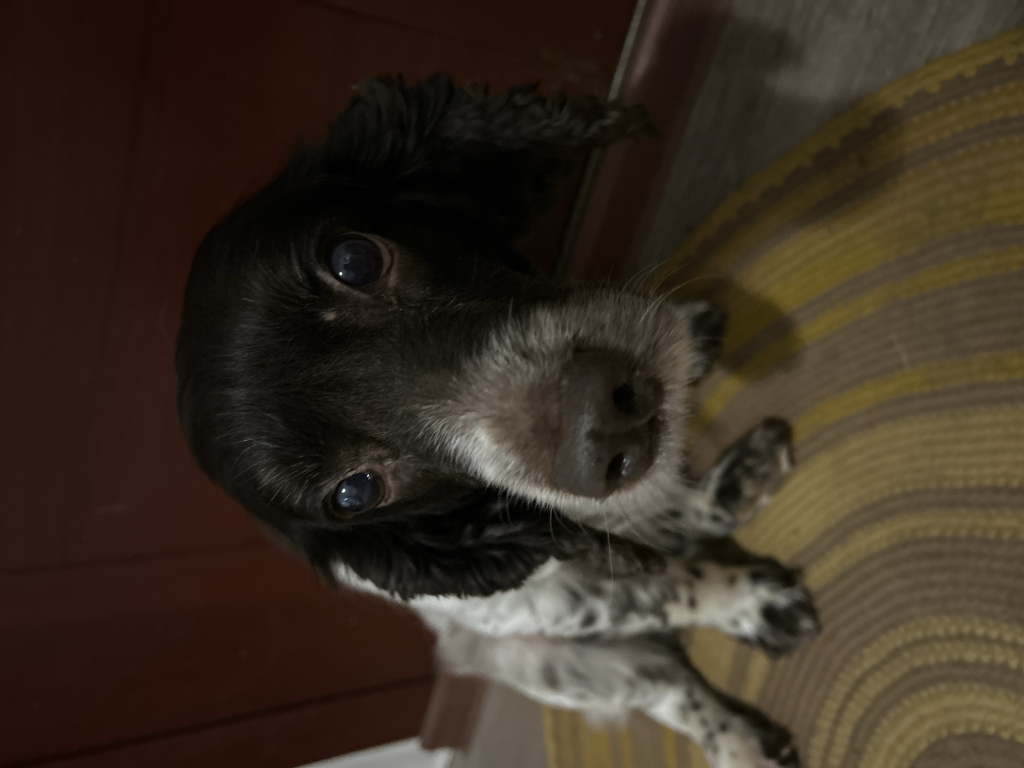 The image shows a close-up, slightly overhead view of a young English Springer Spaniel. The dog has dark brown and white fur, with distinct black and white speckles on its body and legs. Its face is mostly dark brown with a white muzzle and some white markings around its eyes. The dog's eyes are a striking blue-grey, and its ears are long and floppy.
The dog is positioned on a woven mat with alternating stripes of yellow and brown. In the background, to the left, is a dark reddish-brown surface, possibly a door or wooden furniture. To the right, the background is blurred but appears to be a floor or rug.
The dog is looking directly up at the camera with an alert and curious expression. Its head is tilted slightly, and its posture suggests it is lying down or resting on the mat. The lighting is somewhat dim, suggesting it might be indoors or late in the day. There are no visible signs of text in the image. The overall mood is one of gentle curiosity and domestic comfort.