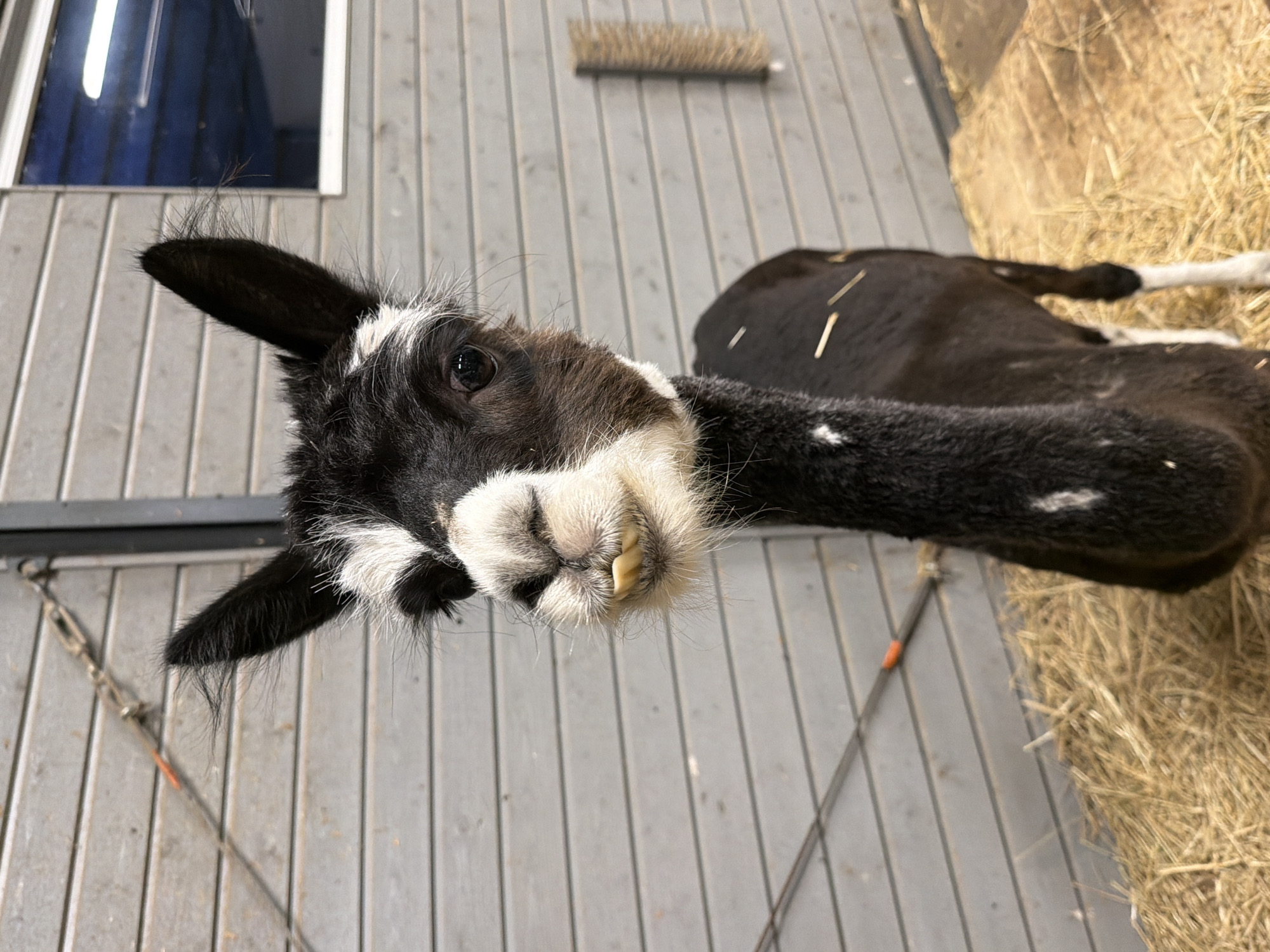 The image shows a young black and white alpaca standing indoors on a bed of straw. The alpaca is facing the camera, with its tongue slightly sticking out. Its head is mostly black with white markings around its nose and eyes. The background consists of a grey wooden wall with a window and a few objects attached to the wall, including a brush. The floor is covered with straw, and a portion of the alpaca's body, neck, and legs are visible. The scene appears to be a barn or stable environment. There is no information about the location in Vārpas, Latvia.