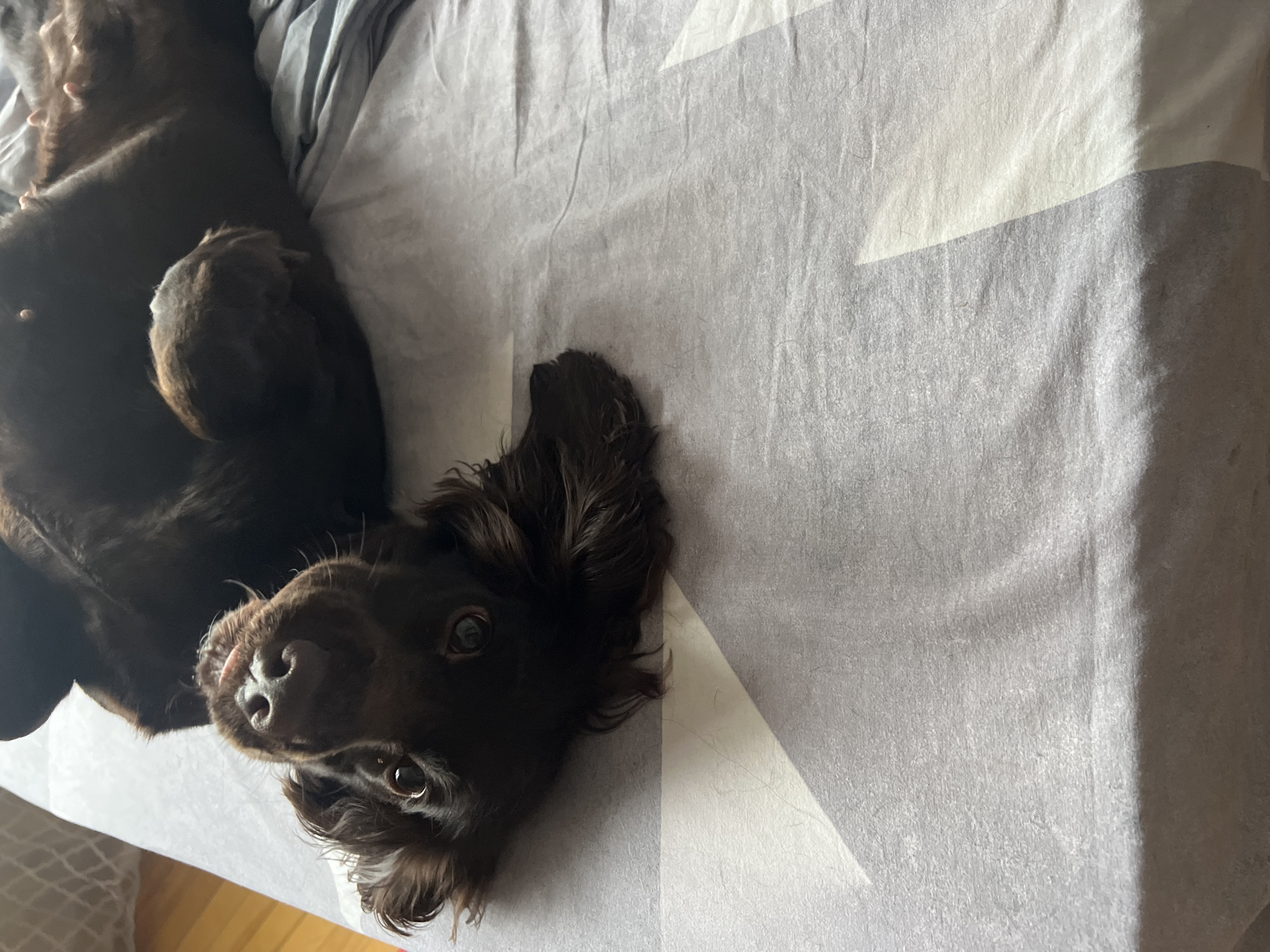 A brown dog is lying on its back on a gray and white patterned bedspread. The dog's head is oriented towards the lower left of the image, and its body extends upwards to the left. The dog appears to be a spaniel or similar breed with long, floppy ears. The bedspread is wrinkled and has a simple geometric pattern of alternating gray and white triangles. The location is unknown and cannot be determined from the image. The city of Марковский, Russia cannot be determined from the image.