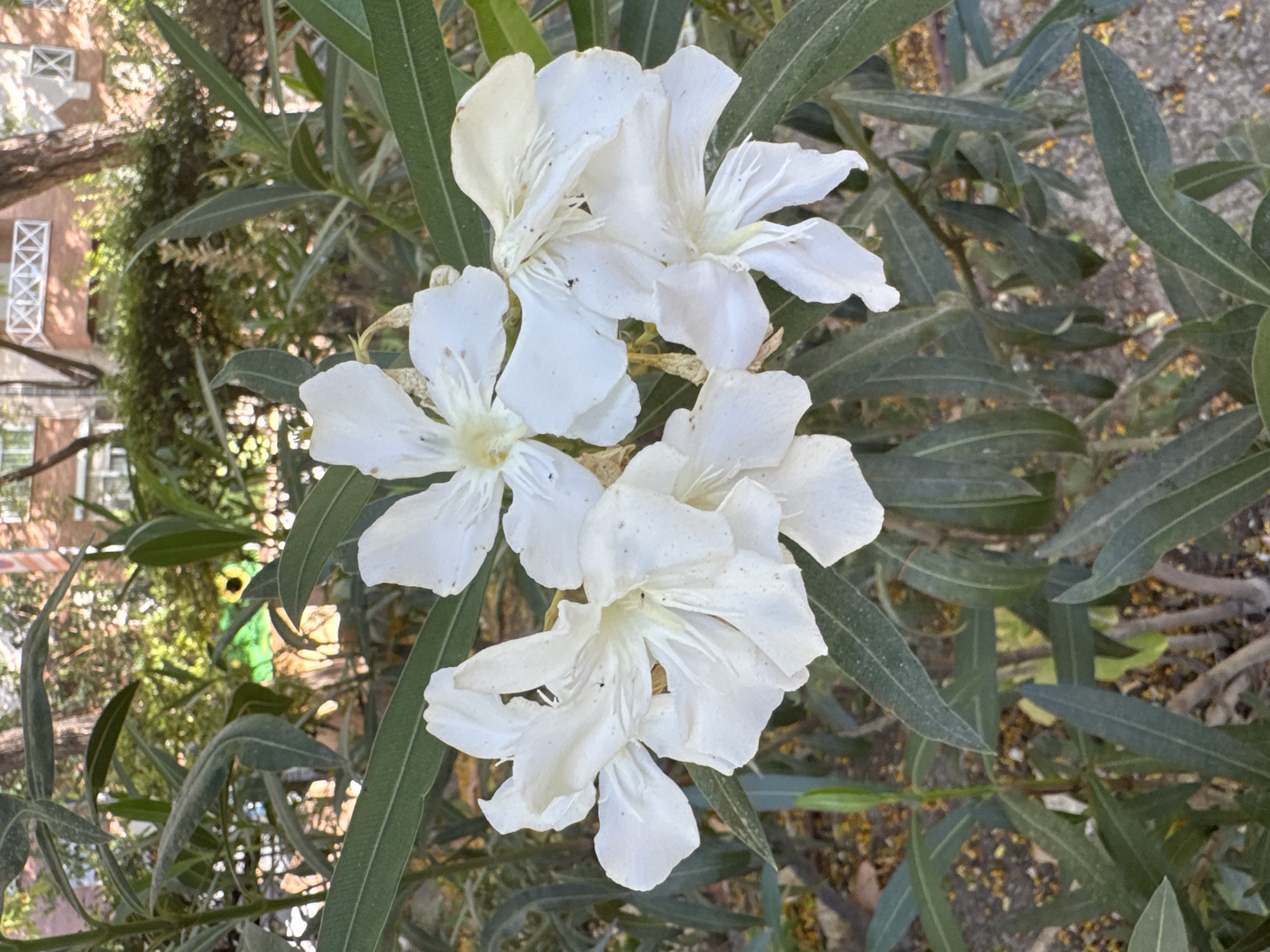 A cluster of four white oleander flowers is in the foreground, with several long, green leaves. In the background, out of focus, are more green foliage, tree trunks, and parts of brick buildings with white decorative railings, suggesting an urban park or garden setting in the city of Murcia, Spain. The ground is covered with fallen yellow petals and a paved walkway.
