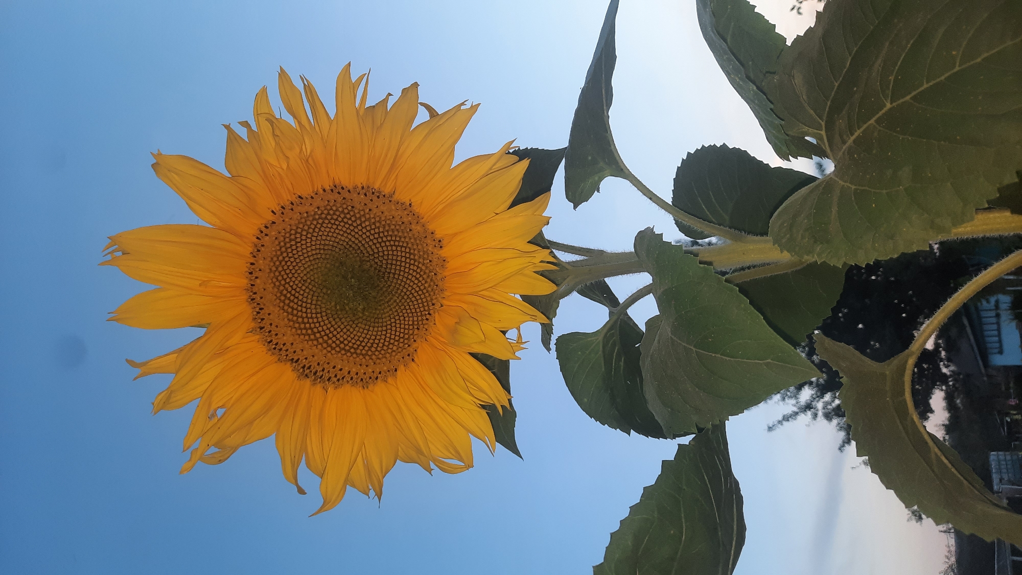 A low-angle shot captures a vibrant sunflower with bright yellow petals against a clear, pale blue sky. The center of the sunflower is a detailed disc of brown seeds arranged in a spiral pattern. Large, fuzzy green leaves sprout from the thick, hairy stem. In the background, out of focus, are hints of trees, a light blue building with white trim, and what appears to be a fence or enclosure, suggesting a residential or garden setting. The overall impression is of a sunny day in a natural environment, potentially in a city like Shklov, Belarus, given the context.