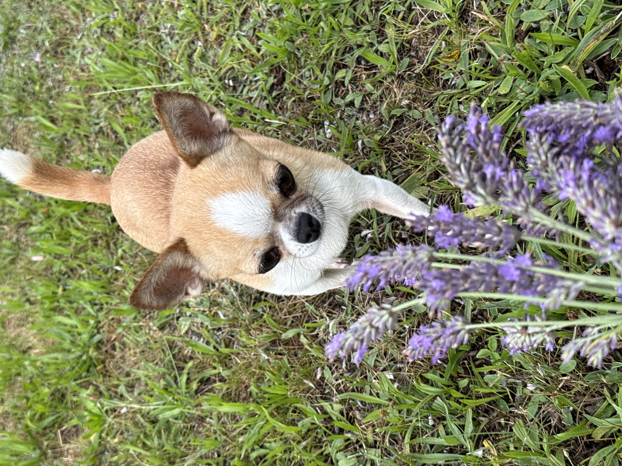 A light brown and white Chihuahua dog stands on a patch of grass, looking down at a cluster of purple lavender flowers in the foreground. The dog is facing the camera with its head tilted slightly. The grass is green and somewhat dry in places. The background is out of focus. The image appears to have been taken outdoors. There is no indication of the location in the city of Lauchhammer, Germany.