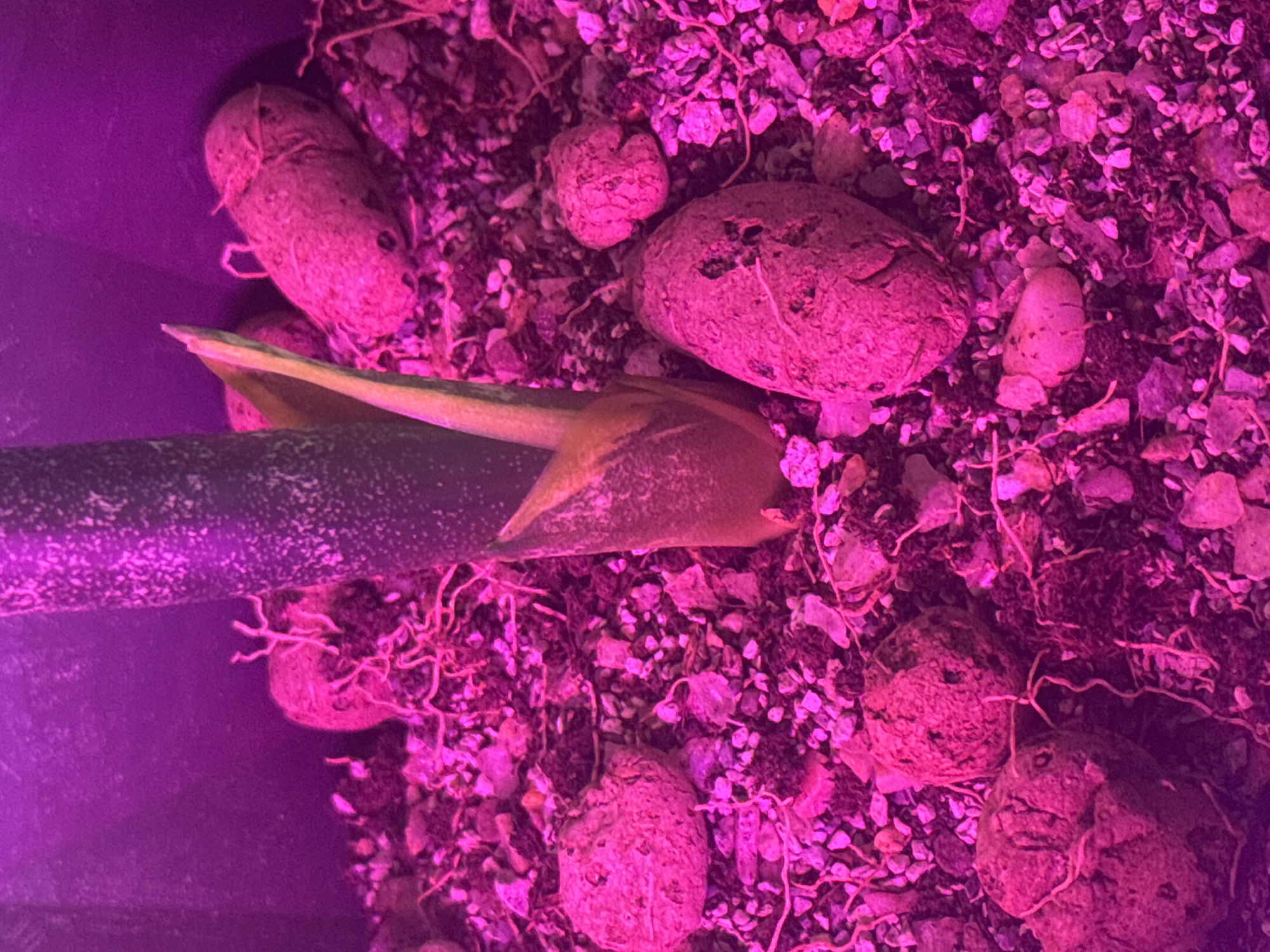 The image shows a close-up view of a plant's soil and bulb. The soil is a dark, granular mix with small pebbles and debris. Several round, bulbous objects, likely plant bulbs or tubers, are visible within the soil. They have a rough, textured surface and some appear to be intertwined with thin, root-like structures. A portion of a plant stem, with a pointed, light-colored leaf emerging from it, is also visible. The scene is illuminated by a strong pinkish-purple light, likely from a grow light, which casts a vibrant glow over the entire image and gives the soil and bulbs a reddish-pink hue. The background is a dark, blurry expanse, possibly the interior of a planter or a dimly lit room.
