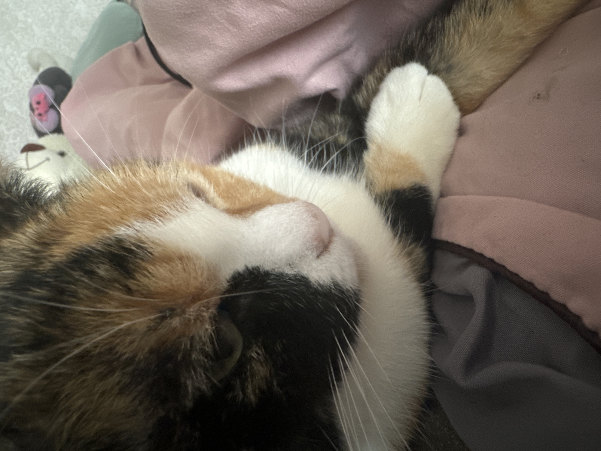 The image presents a close-up, high-angle view of a calico cat resting on soft fabrics indoors. The cat's fur displays a vibrant mix of white, black, and various shades of orange and brown. Its face, partially obscured by its front paw, shows a pink nose and prominent white whiskers. One eye, appearing partially open with a greenish hue, suggests the cat is either dozing or slowly waking up. A white paw, adorned with a patch of black and orange fur, is tucked close to its head, while another portion of a leg or tail with similar markings is visible behind it.
The background consists of soft, rumpled textiles. A dominant light pink fabric covers much of the right side and upper portion of the frame, providing a soft contrast to the cat's fur. To the upper left, a lighter, possibly light blue or green fabric is visible, along with the head of a white or light-colored plush toy, likely a teddy bear, with dark features for its eyes and nose. Further down, a grey fabric can be seen beneath the cat's body. The overall impression is one of peaceful rest and comfort within a domestic setting. The lighting is soft and diffused, creating a gentle atmosphere. No visible text is present in the image.