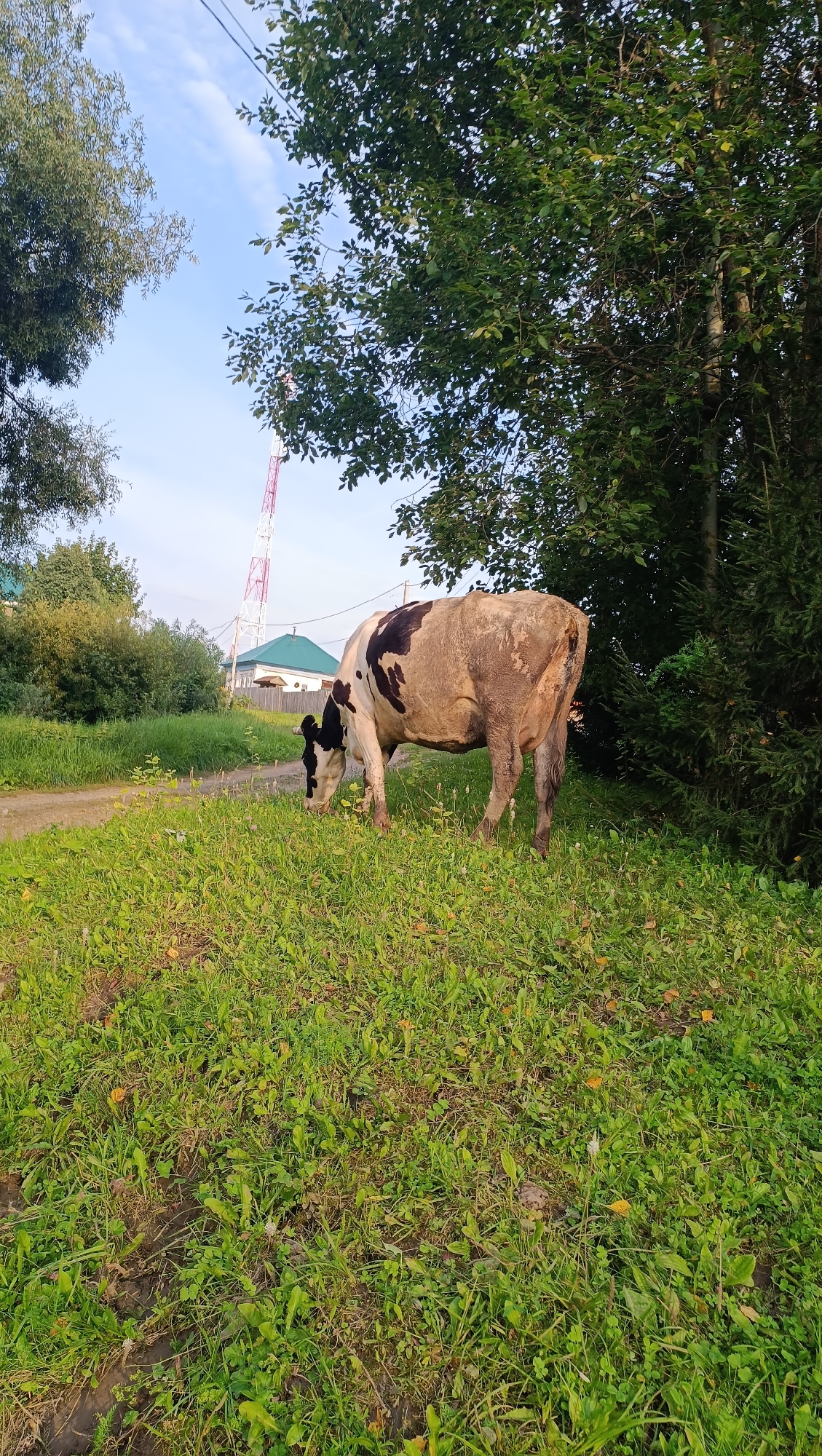 A cow with black and white patches grazes in a grassy field. In the background, a cell tower stands tall, with houses and trees surrounding it. The sky is a clear blue, with a few wispy clouds. The image appears to be taken in a rural area, likely in Karsha, Russia.