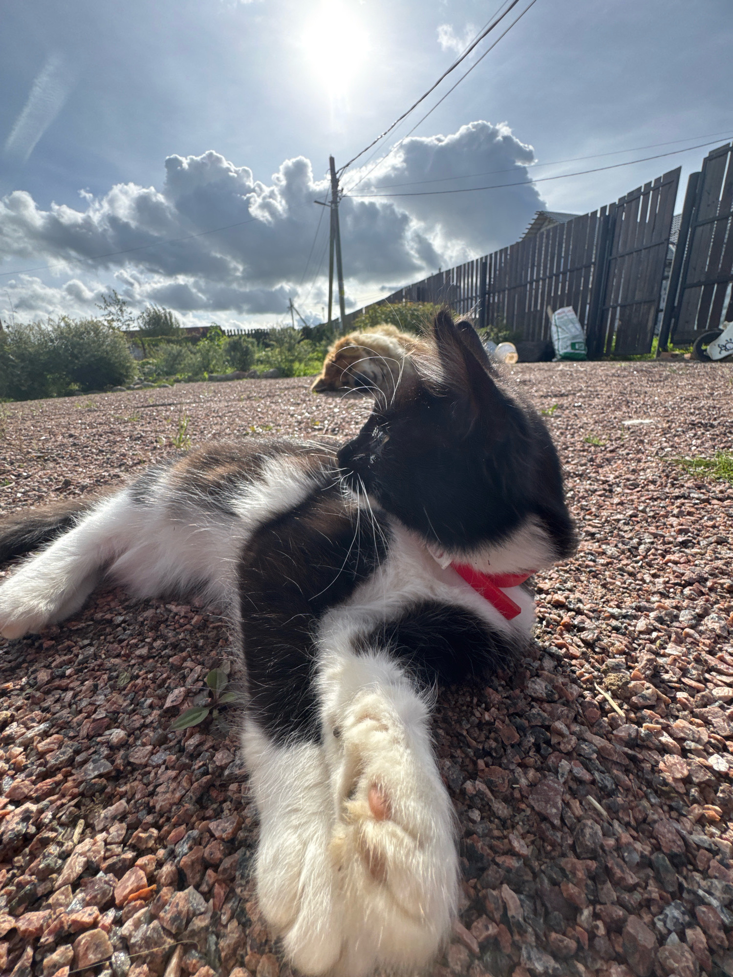 The image depicts a black and white cat lying on a gravel surface in Kempelevo, Russia, during daylight. The cat is positioned in the foreground, facing right, with its body mostly visible. It is wearing a red collar. In the background, there is a wooden fence, some bushes, a utility pole with wires, and a bright sky with dramatic clouds and sunlight. Another animal, possibly a ginger cat, is lying down in the distance, near the fence. The overall environment appears to be an outdoor, possibly a yard or a rural setting.