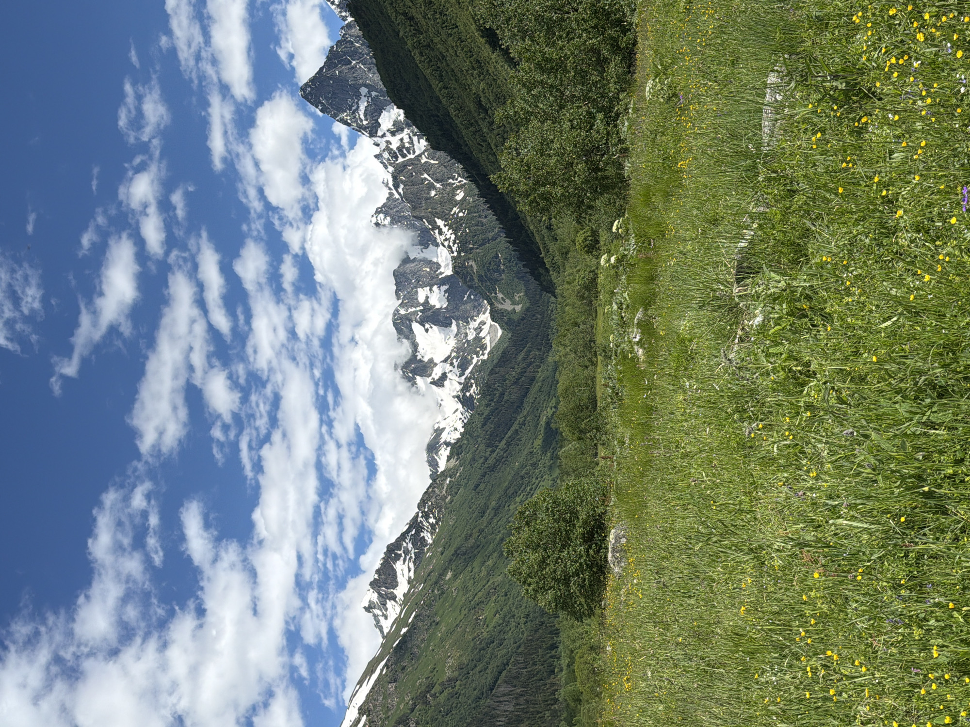 A picturesque mountain landscape unfolds under a bright blue sky dotted with fluffy white clouds. The foreground is dominated by a vibrant green meadow, carpeted with small yellow and purple wildflowers, and tall grasses. In the midground, a cluster of lush green trees stands out, with more dense forest stretching up the lower slopes of the mountains. The majestic mountains themselves rise in the background, their peaks capped with snow and partially obscured by drifting clouds. The scene is one of natural beauty and tranquility in the Верхне-Тебердинское сельское поселение, Russia.