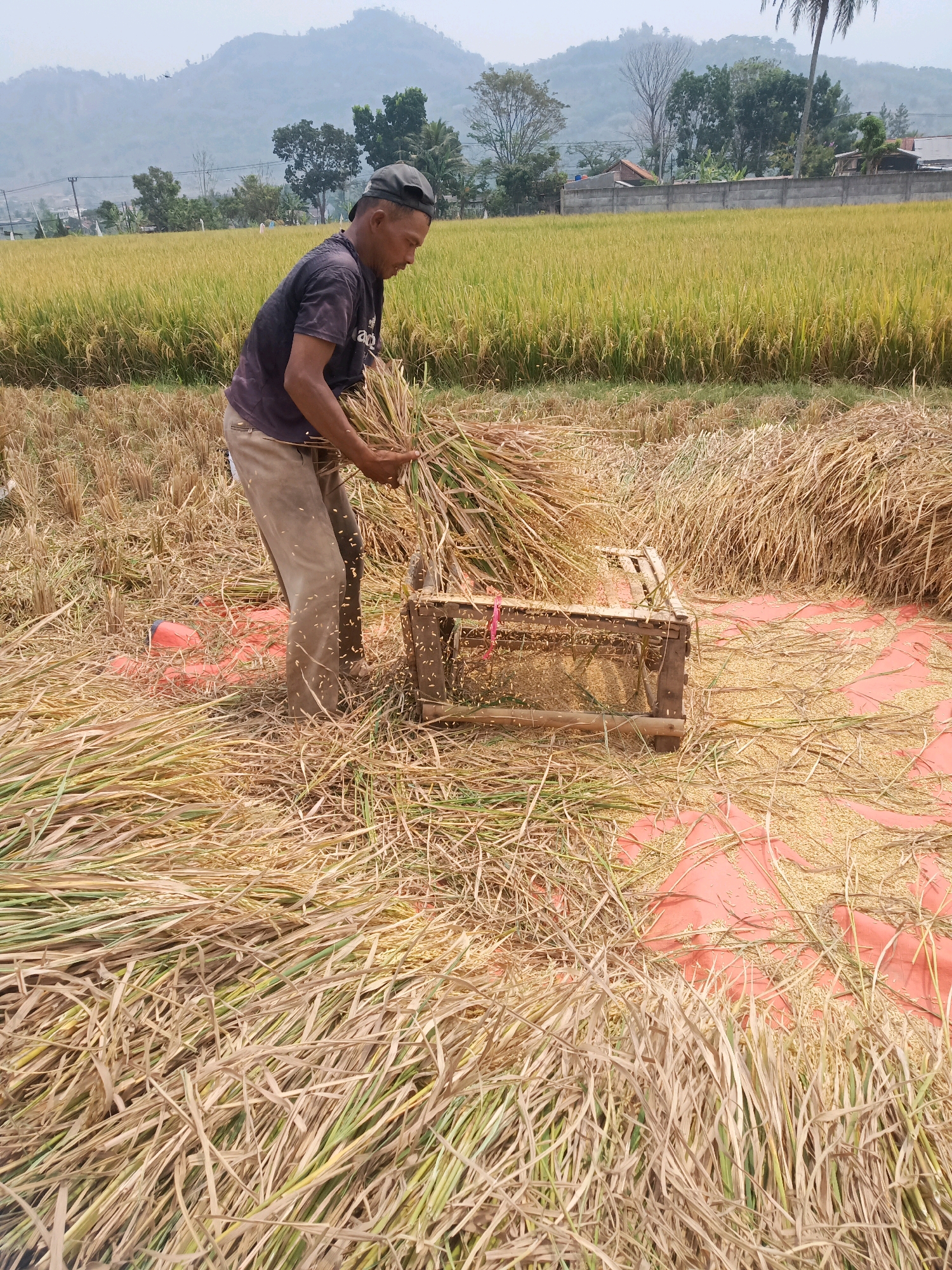 A person is in a rice field in Garut, Indonesia, thrashing rice. The individual, wearing a dark t-shirt, light-colored pants, and a black baseball cap, holds a bundle of rice stalks. They are positioned next to a wooden threshing tool, which is on top of a vibrant orange tarp. The tarp is spread out on the ground, covered with loose rice grains. The surrounding area is filled with harvested rice stalks, some of which are still green, while others are dry and golden. In the background, a vast expanse of golden rice crops stretches towards a hazy landscape of rolling hills and distant buildings. The sky is overcast, contributing to the muted lighting of the scene.