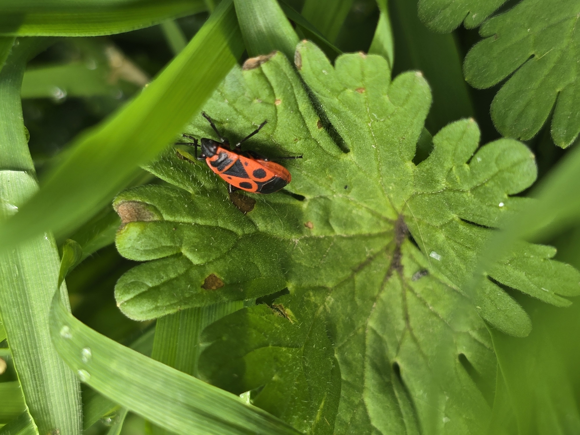 A vivid close-up, macro photograph captures a small, red and black insect resting on a green leaf. The insect, likely a firebug, is positioned slightly off-center to the left. Its body is a striking reddish-orange with intricate black markings: a black head, black legs, and distinct black patterns on its back, including two prominent black spots and a more complex, almost geometric design covering its forewings. Black antennae are also visible.
The bug is situated on a broad, lobed green leaf that features a slightly textured surface and visible veins radiating from its center. Small brown spots are scattered on the leaf, suggesting minor imperfections. Surrounding the central leaf and the insect is a dense array of other green foliage, including slender blades of grass and additional broader leaves. Many of these elements are intentionally out of focus, creating a soft, blurred background and foreground that highlights the sharpness of the insect and its immediate resting place. Small water droplets glisten on some of the grass blades in the foreground. The scene is illuminated by soft, natural light, indicative of daytime. No text is visible in the image.