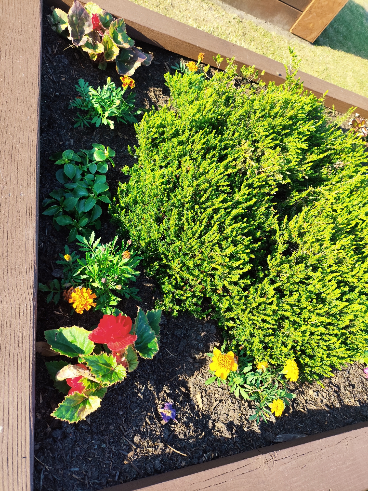 The image shows a raised garden bed filled with a variety of plants and flowers. The bed is constructed of brown wood planks. In the center of the bed is a large, dense green shrub, possibly a conifer or heather. To the left of the shrub are several other plants, including a begonia with multi-colored leaves (red, green, and yellow), a cluster of small green plants, and some marigolds with orange and yellow flowers. To the right of the shrub, there are yellow marigolds. The ground is covered with dark mulch. Sunlight casts shadows across the scene, indicating it is outdoors. The image does not depict any people or specific location markers that would allow for identification of the city of Melling, United Kingdom.