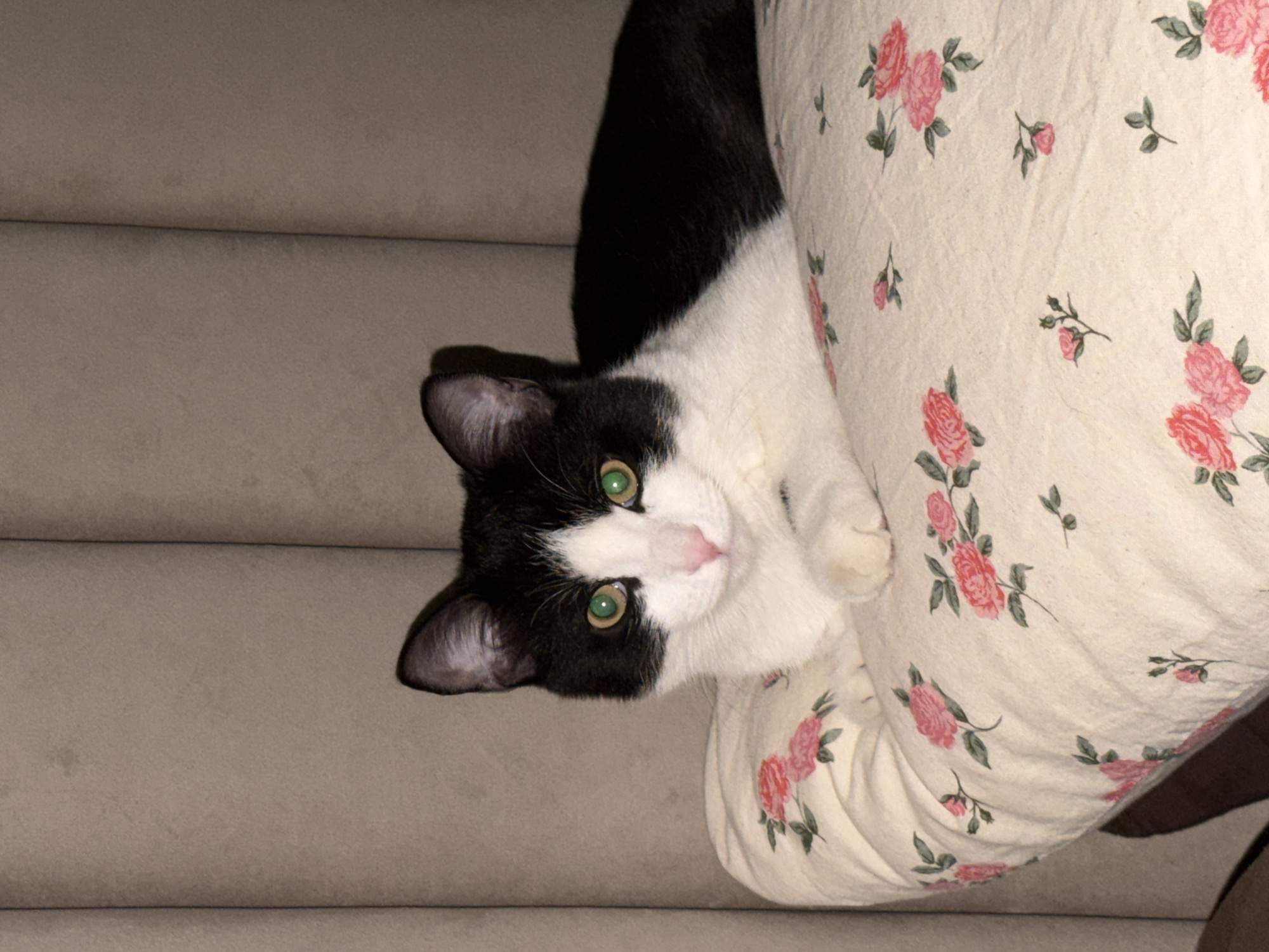 A black and white cat lies on a floral-patterned pillow, which is resting on what appears to be a set of carpeted stairs. The cat faces the camera with its green eyes and has a pink nose. The location of Chaikovsky, Russia, is not ascertainable from the image.