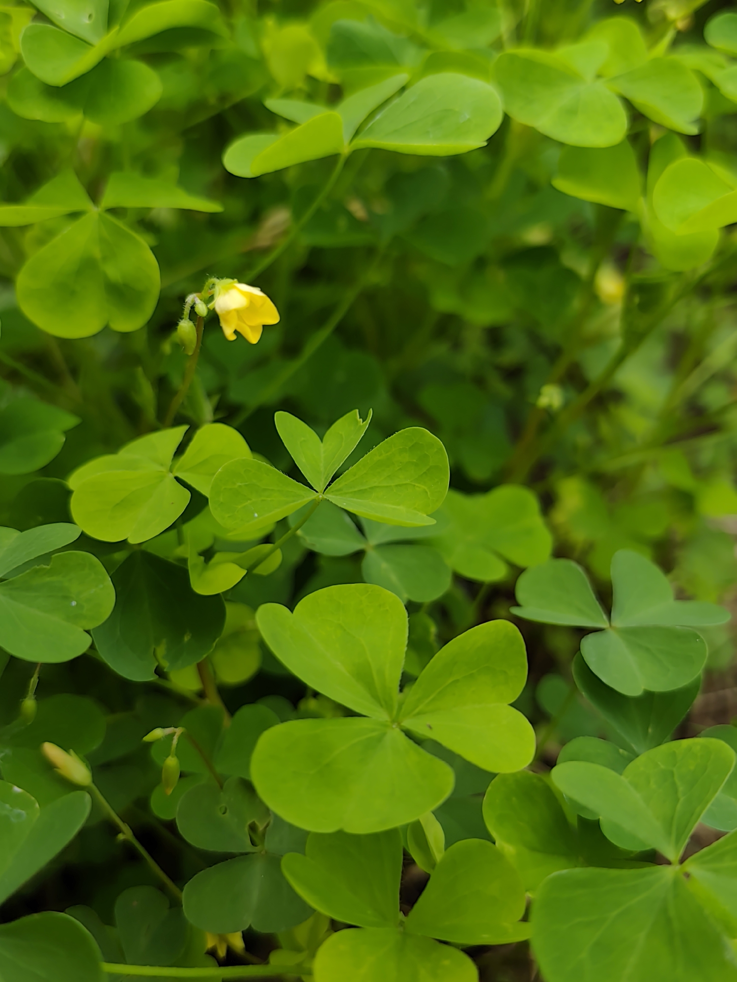 A close-up shot focuses on bright green clover leaves and a single small yellow flower. The clover leaves are heart-shaped and form a dense ground cover. The yellow flower is delicate, with five petals, and is positioned slightly off-center in the upper left quadrant of the image. The background is blurred, suggesting a shallow depth of field, with hints of darker green foliage and brown earth. There are no people or animals visible. The scene appears to be in a natural outdoor setting, likely a park or garden. The location is specified as Baravliany Sel'ski Savet, Belarus.