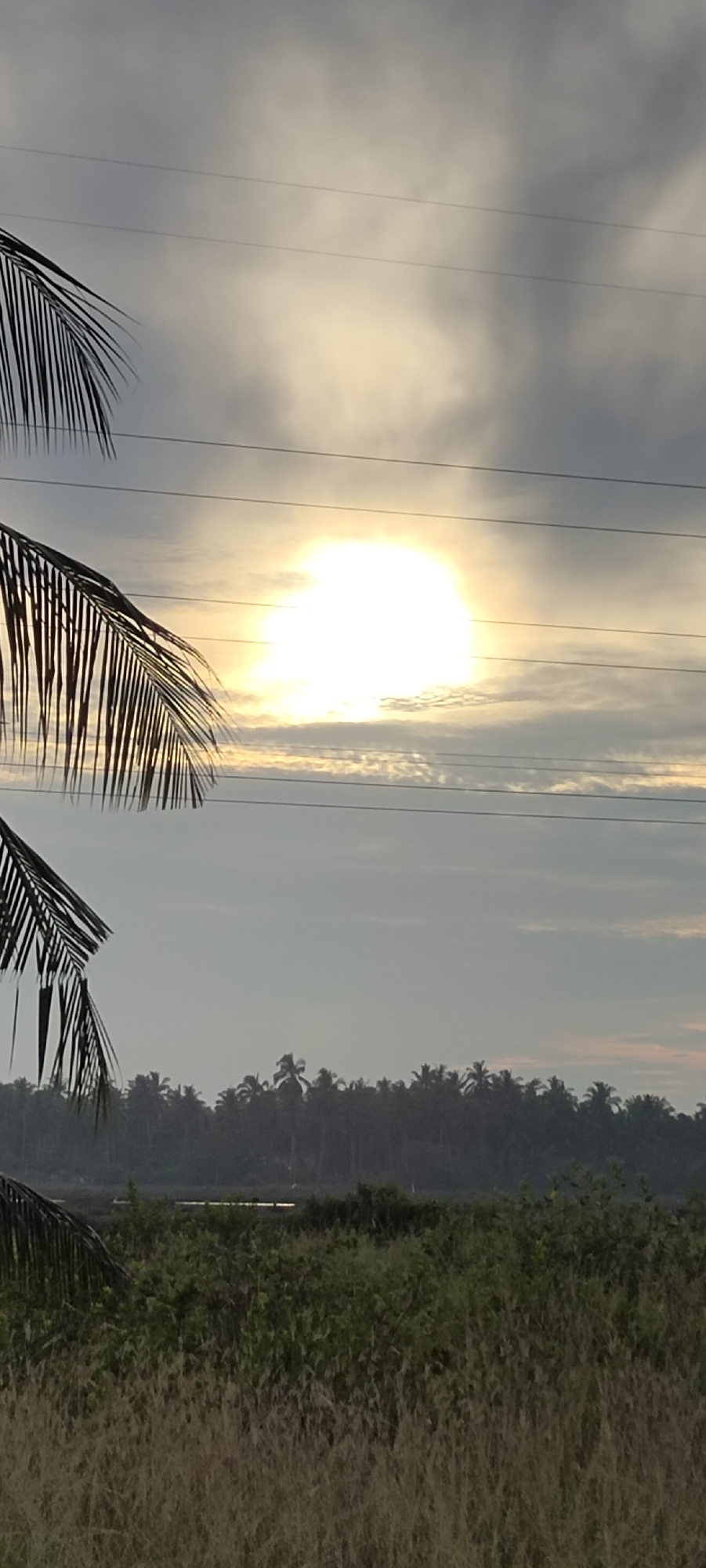 This image captures a landscape scene, likely in or around Lhokseumawe, Indonesia, featuring a bright sun partially obscured by clouds and palm fronds. The sun, a dominant element, is a white-hot disc with a halo effect, suggesting it's either early morning or late afternoon. Below the sun, a line of dense trees, possibly a palm plantation given the fronds in the foreground, forms the horizon. In front of the trees, a field of green vegetation, including tall grass and bushes, stretches across the lower portion of the frame. Overhead, several power lines traverse the sky, adding a man-made element to the natural environment. The overall mood is serene, with the cloudy sky and the diffused sunlight creating a soft, atmospheric effect. There are no people visible in the image.