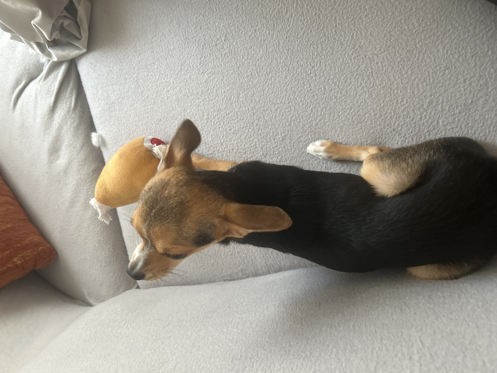 A small dog with brown and black fur lies on a light gray sofa, resting its head on a yellow toy. The sofa has a pillow with an orange-brown cover and a white pillow behind it. The location of the image is not identifiable as Burgas, Bulgaria.