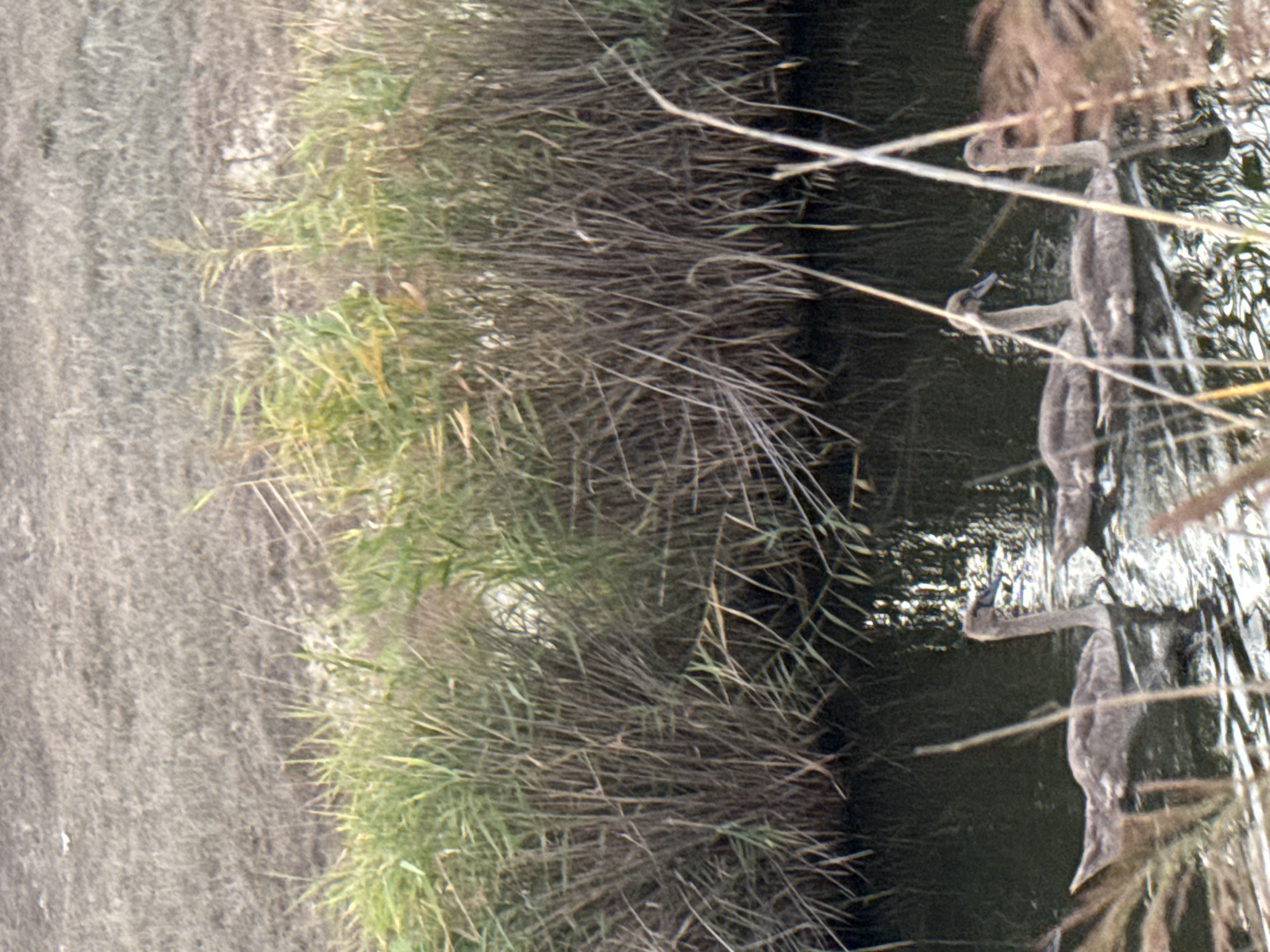 In a shallow waterway near the reeds of Урожайновское сельское поселение, Ukraine, a family of young swans navigates the murky water. Their grey downy feathers are ruffled by the gentle current as they glide past the tall, dry reeds that line the bank. One swan leads the way, its long neck extended as it surveys the surroundings, while the others follow closely behind, a quiet procession through their natural habitat. The water's surface reflects the muted tones of the reeds and the overcast sky, creating a serene and undisturbed atmosphere.