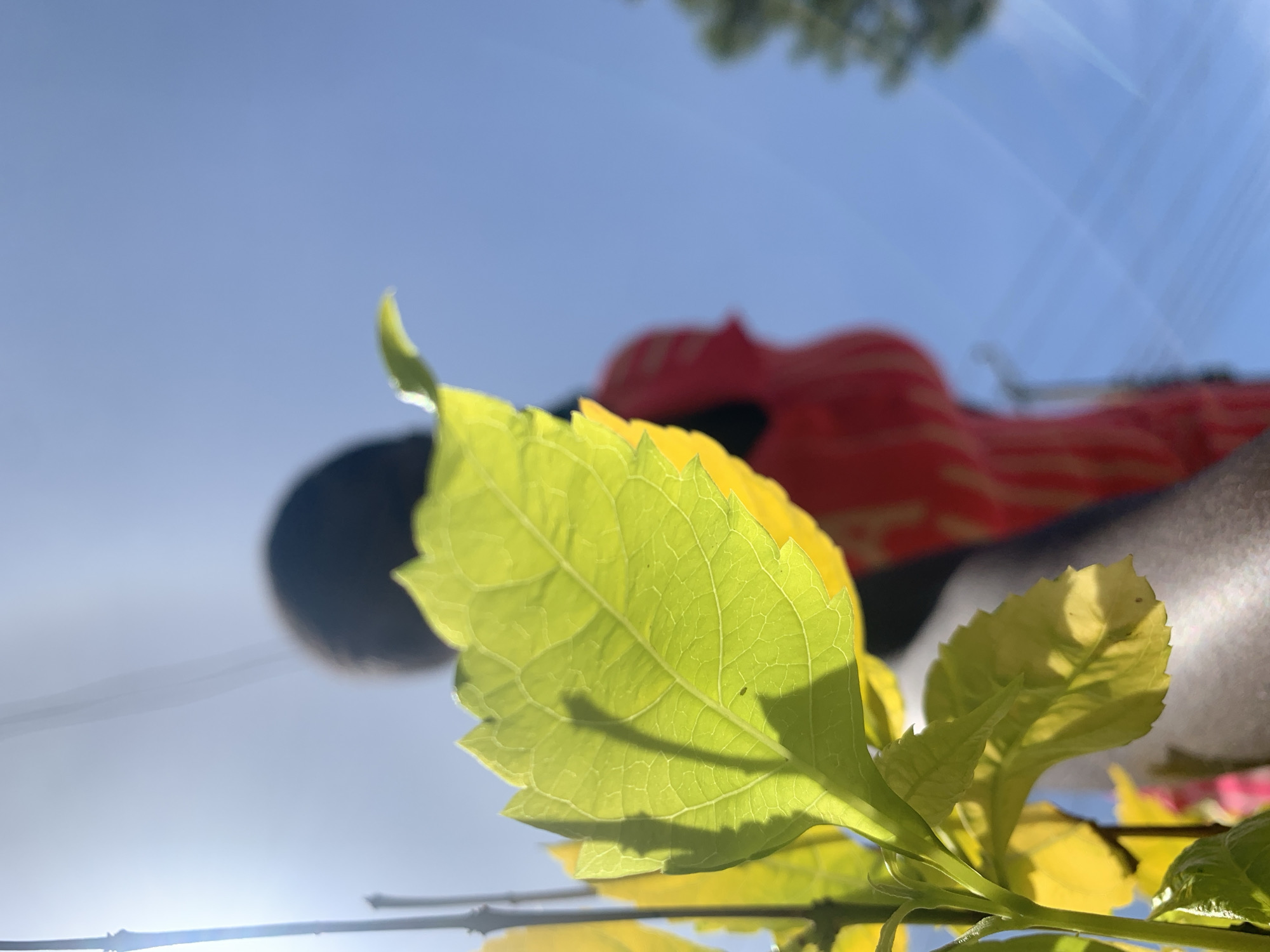 This image is a low-angle photograph capturing a vibrant green leaf in sharp focus against a bright, sunlit sky. The leaf, centrally positioned in the foreground, is translucent and illuminated from behind, highlighting its intricate vein structure. Shadows of another leaf and possibly a stem are cast upon its surface. To the left of the prominent leaf, other green and yellowish leaves and dark, thin plant stems are visible, also in various states of focus.
In the blurred background, a dark-skinned individual is discernible, primarily from the shoulders up, facing away from the camera or with their back partially turned. They appear to be wearing a garment with prominent red and yellow patterns. The figure is heavily out of focus, rendering specific facial features or precise actions indistinguishable.
The upper and right portions of the image feature a clear, light blue sky. Significant lens flare and sunbeams emanate from the upper-left, indicating direct, intense sunlight. On the far right, a blurry mass of green foliage, likely a distant tree, is visible. The scene depicts an outdoor environment under bright daylight. No specific actions or interactions are clearly depicted between the subjects. The provided location context is Rafin Par, Nigeria.