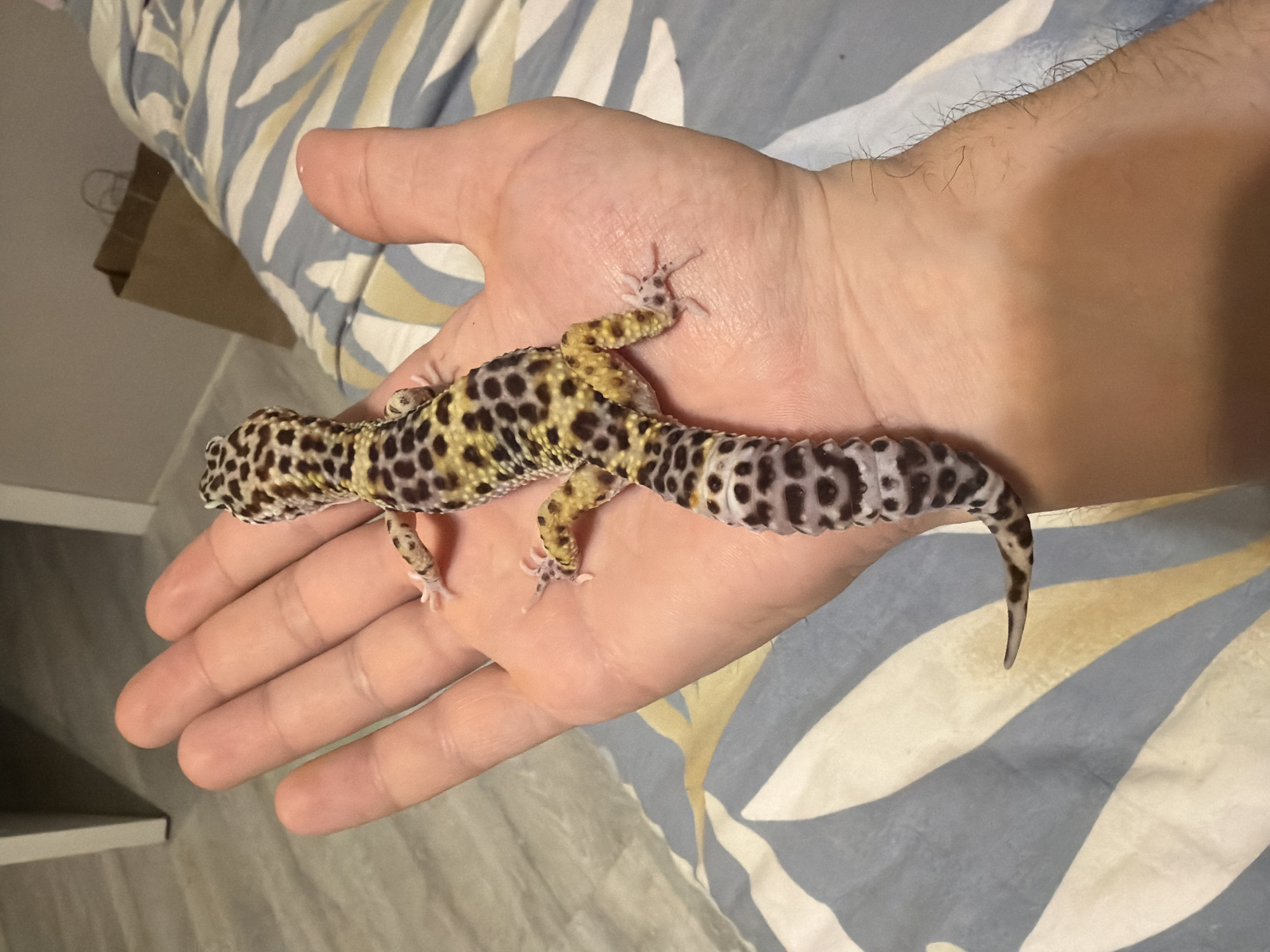 A leopard gecko is lying on a person's hand. The gecko has a spotted pattern and is positioned lengthwise across the palm. The person's hand is pale and slightly hairy. The background includes a bed with a patterned blue and white bedspread, part of a wall, and a section of flooring. There is no information to conclude that the photo was taken in the city of Izhevsk, Russia.