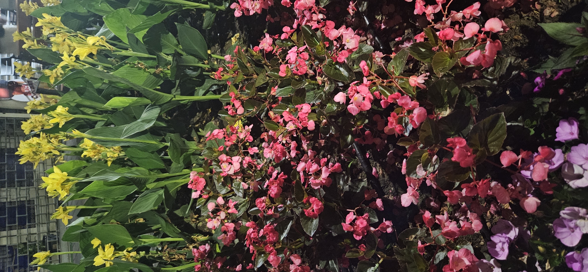 A vertical, eye-level, medium shot captures a dense arrangement of flowering plants at night in Hévíz, Hungary. The foreground is dominated by a thick layer of small, pink begonia flowers with dark green leaves. Behind these, taller stalks of bright yellow Canna lilies with broad green leaves rise up, some with visible flower spikes. The lighting appears artificial, casting shadows and highlighting the textures of the petals and leaves. In the background, a dimly lit structure with a checkered pattern is visible, possibly a fence or building facade. The overall impression is of a well-maintained garden bed or public planting, possibly illuminated for evening viewing. There are no people or animals visible in the scene.