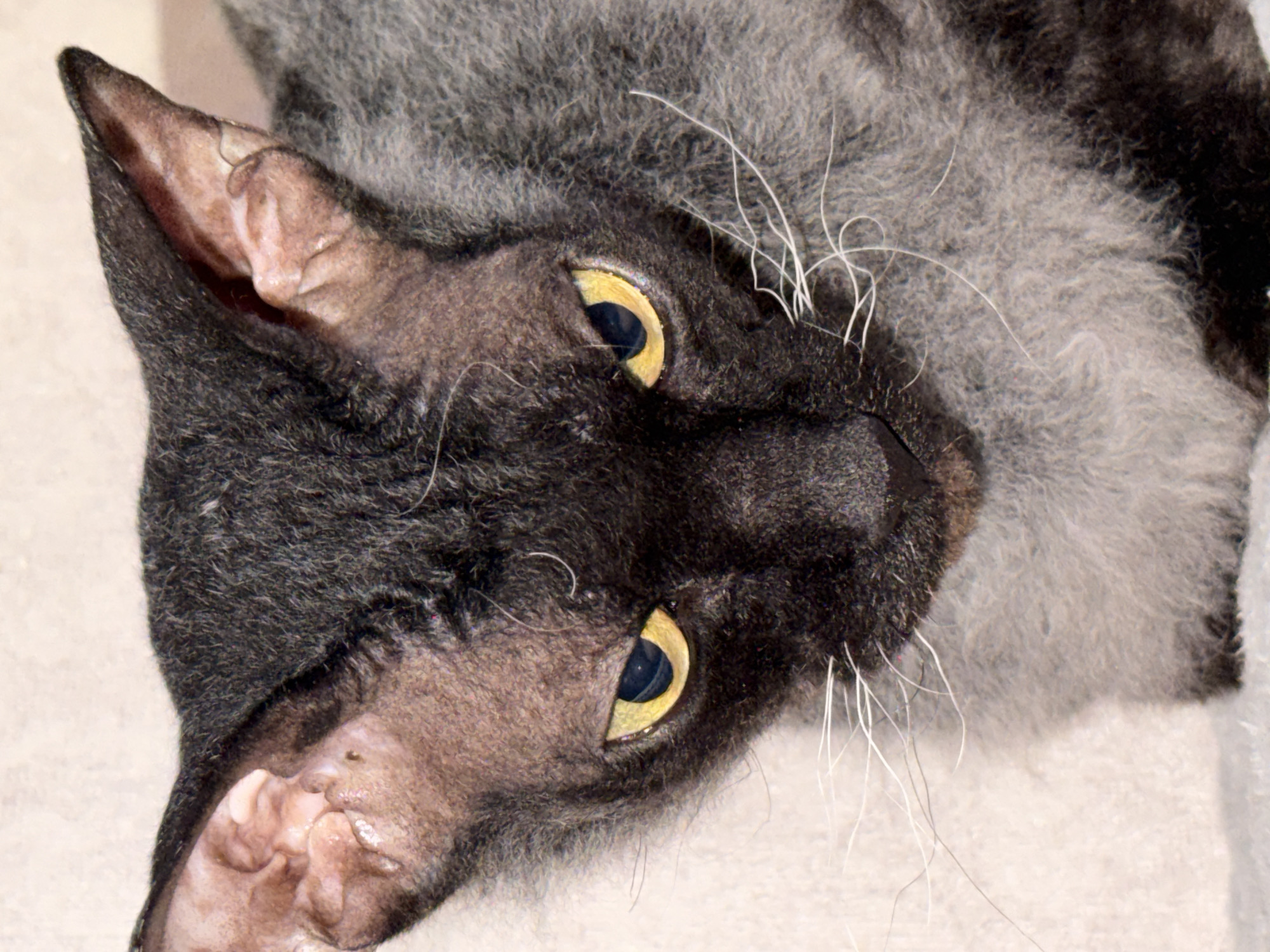 Close-up portrait of a domestic feline, specifically a cat exhibiting short, sparse, curly fur and large ears, consistent with a Rex breed, located in the city of Unknown, Unknown. The animal's head and upper body are visible, positioned centrally within the frame, facing forward and slightly downwards. Its fur is dark charcoal grey on the face and head, transitioning to a lighter, mottled grey on the visible torso. The cat possesses prominent, upward-pointing ears with visible pinkish-brown skin texture internally. Its eyes feature bright yellow irises with vertically constricted black pupils, fixed in an intense, direct gaze. Multiple long, white whiskers extend from the muzzle area. The background is an out-of-focus, uniformly light-colored soft surface, possibly fabric or carpeting. No other subjects or objects are present.