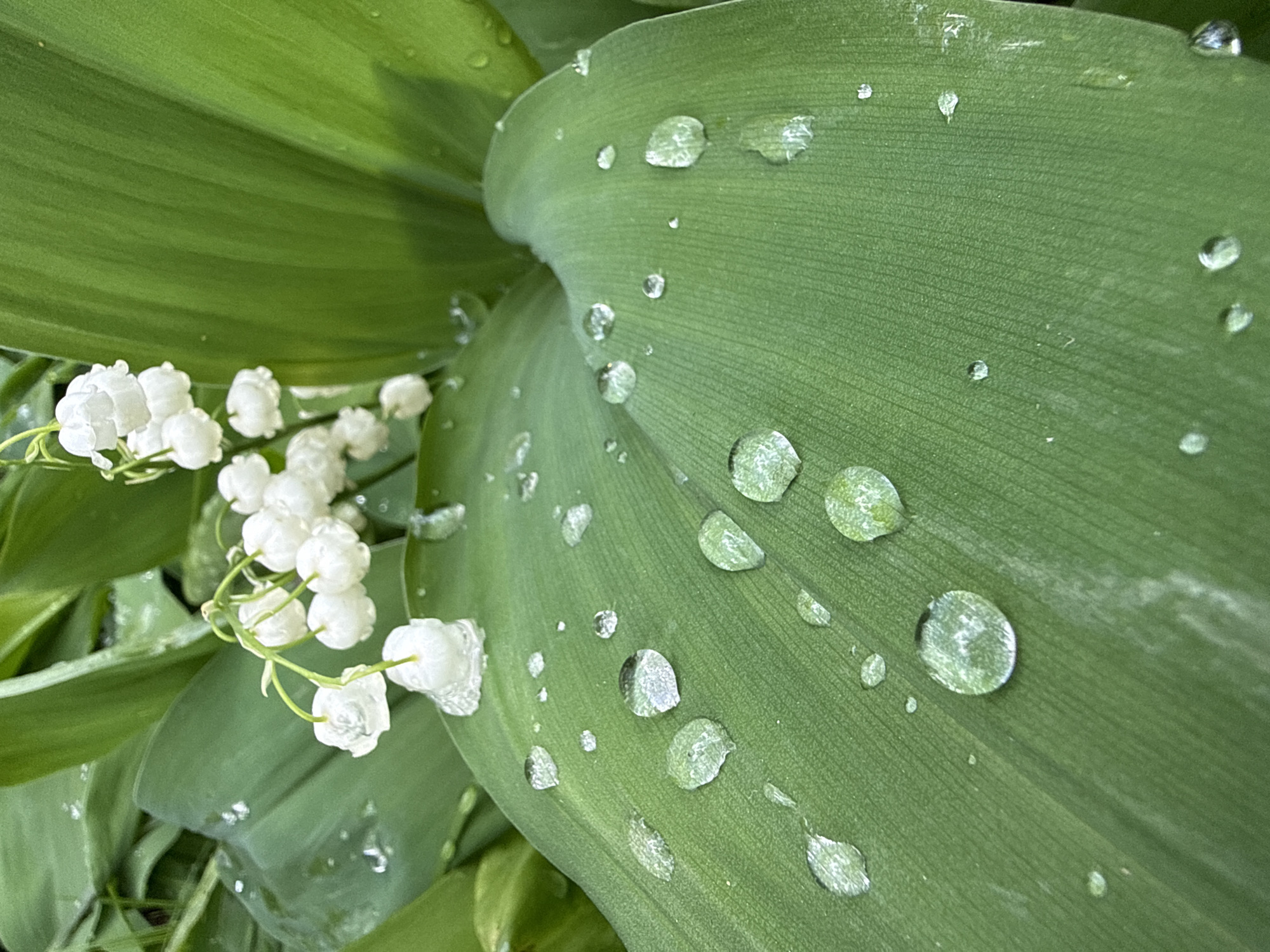 The image shows a close-up of lily of the valley flowers and leaves covered in water droplets. The flowers are small, white, and bell-shaped, clustered together on a delicate stem. The leaves are broad, green, and textured with parallel veins, with numerous water droplets of various sizes scattered across their surface. The environment appears lush and verdant. There is no information to indicate the image was taken in the city of Izhevsk, Russia.