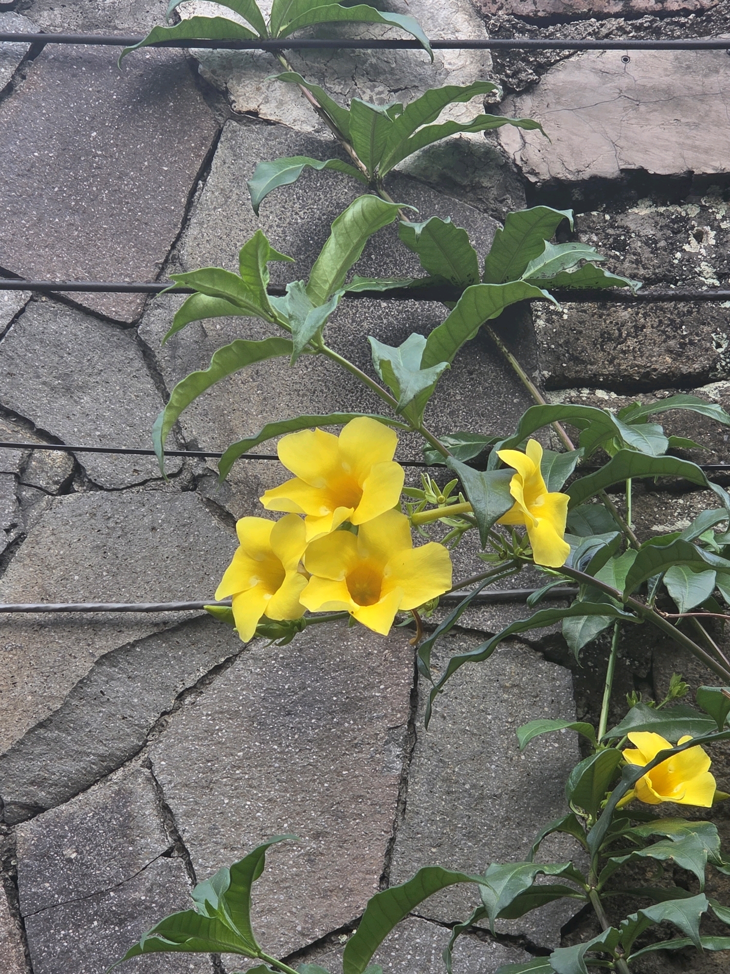 A close-up, vertical shot captures a vine with bright yellow trumpet-shaped flowers and green leaves growing against a textured stone wall in Bojongsoang, Indonesia. The wall is constructed from irregular, grey, flat stones with visible cracks and some surface roughness. Two thin, dark wires run horizontally across the frame, intersected by the vine. The lighting suggests an overcast day, with soft shadows and diffused light highlighting the vibrant yellow of the blossoms against the muted tones of the stone. The vine appears to be climbing or trained along the wires and wall.