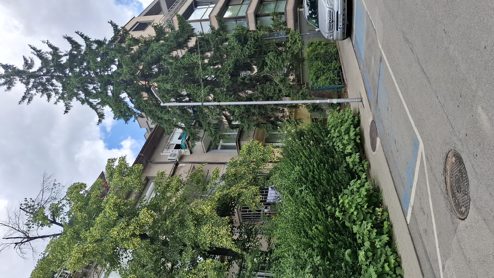 In Sofia, Bulgaria, on a cloudy day, a residential street is depicted with a sidewalk and a parked silver car. The car, a Mercedes-Benz with license plate "M 3876 BX", is situated in a marked parking space. Adjacent to the parking space, a dense hedge lines the sidewalk, which is paved with gray tiles. Further along the sidewalk, a large, mature spruce tree stands tall, its branches reaching towards the sky. Behind the tree and hedge, apartment buildings are visible, featuring balconies and windows. A light pole stands between the spruce tree and the buildings. The street itself is asphalt, with two manhole covers visible on the surface.