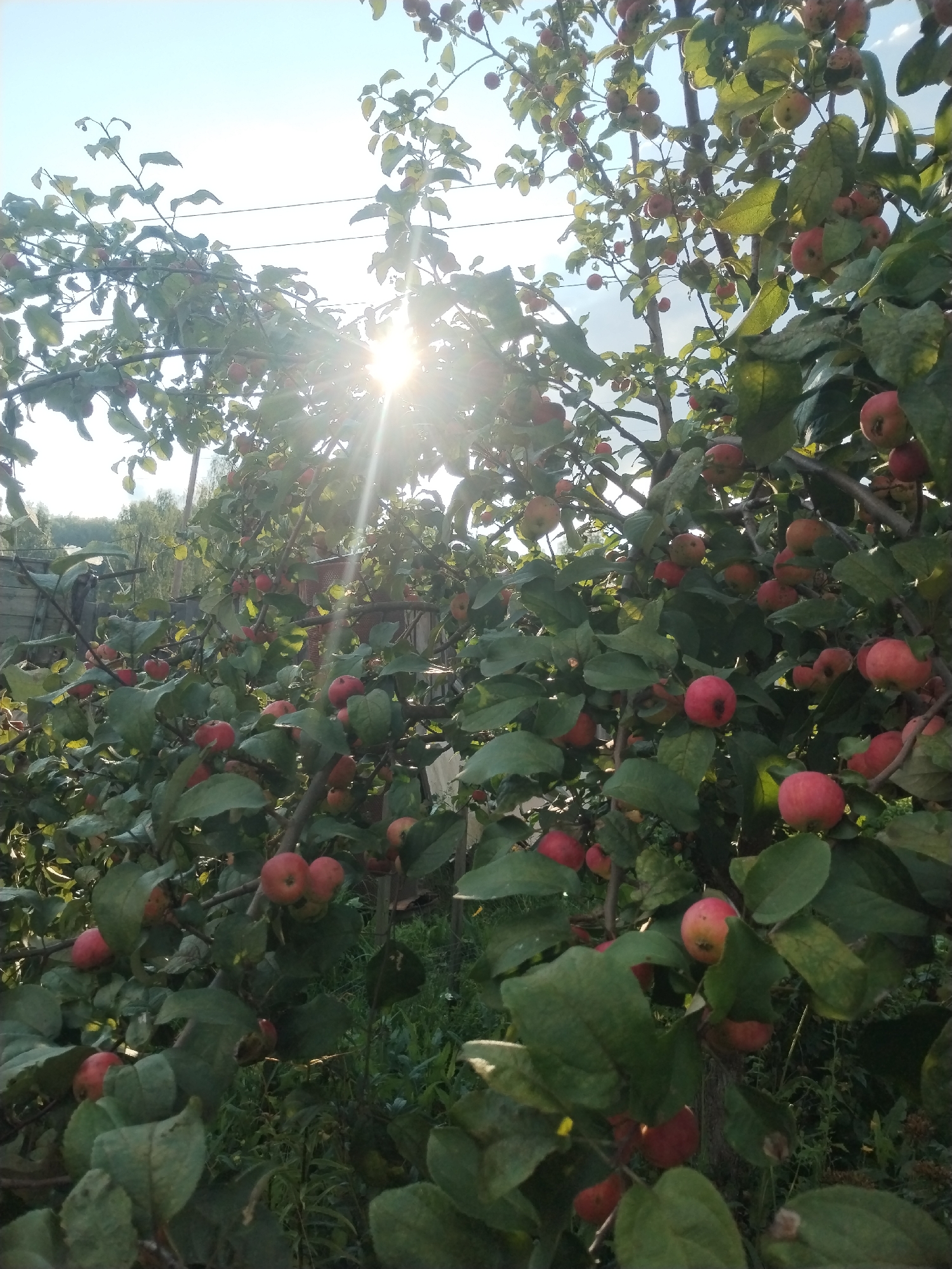 The image depicts an apple tree laden with ripe, red apples, under a bright sky with the sun's rays piercing through the branches. The tree is situated outdoors, likely in a backyard or garden setting, indicated by the presence of a wooden fence and overgrown vegetation in the background. The abundance of apples suggests it is harvest season. The overall impression is one of natural beauty and bounty, with the sunlight creating a dappled effect on the leaves and fruit. The location is identified as Zipunovo, Russia, hinting at a rural or semi-rural environment common in such areas.