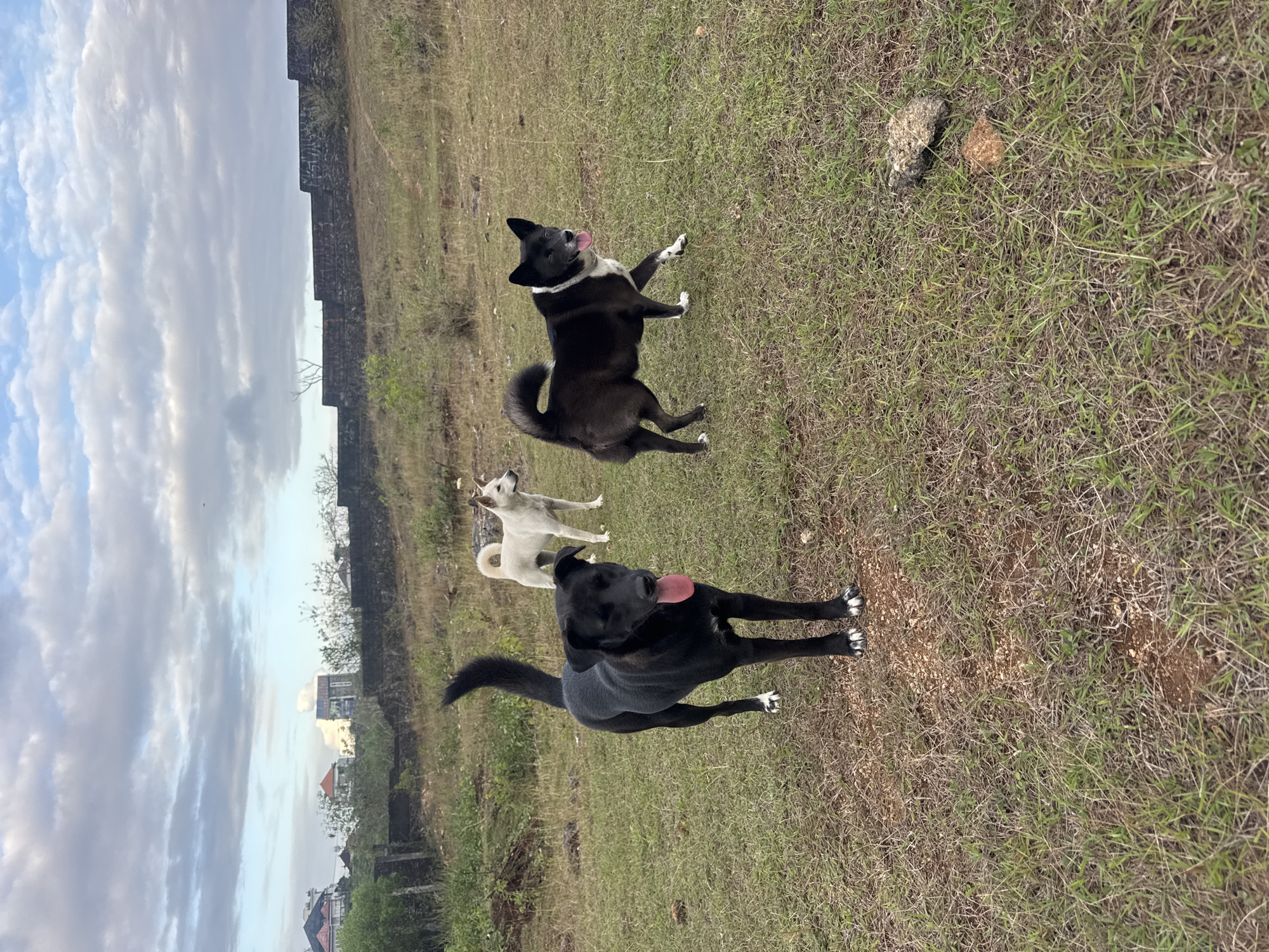 Three dogs are standing and walking in a grassy, open field. The dog in the foreground, on the left, is a black dog with white markings on its paws and tongue hanging out. Behind it and to the right is a black and white dog with a collar, also with its tongue out. Further in the background, a white dog is standing facing right. The field is uneven with patches of dry grass and some scattered rocks. In the background, there is a low, dark stone wall, and beyond that, trees and buildings are visible, suggesting a semi-urban or rural environment. The sky is cloudy with patches of blue. The overall scene appears to be an outdoor area in Kuta Selatan, Indonesia, likely a vacant lot or undeveloped land.